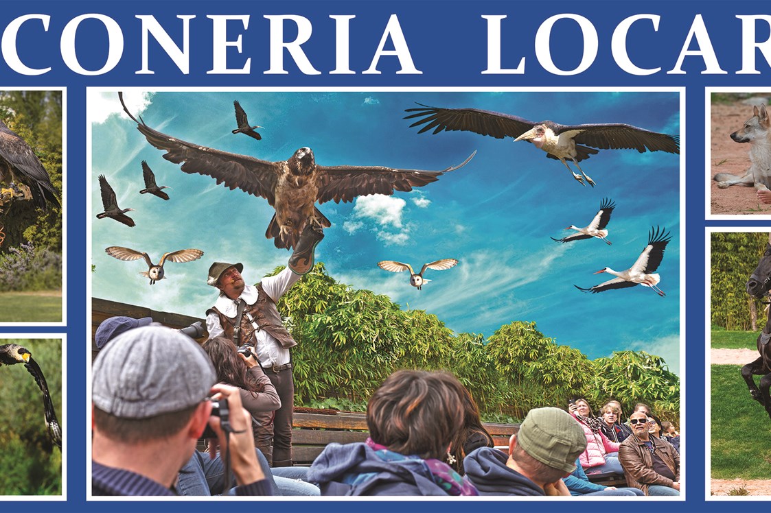 Ausflugsziel: Falconeria Locarno