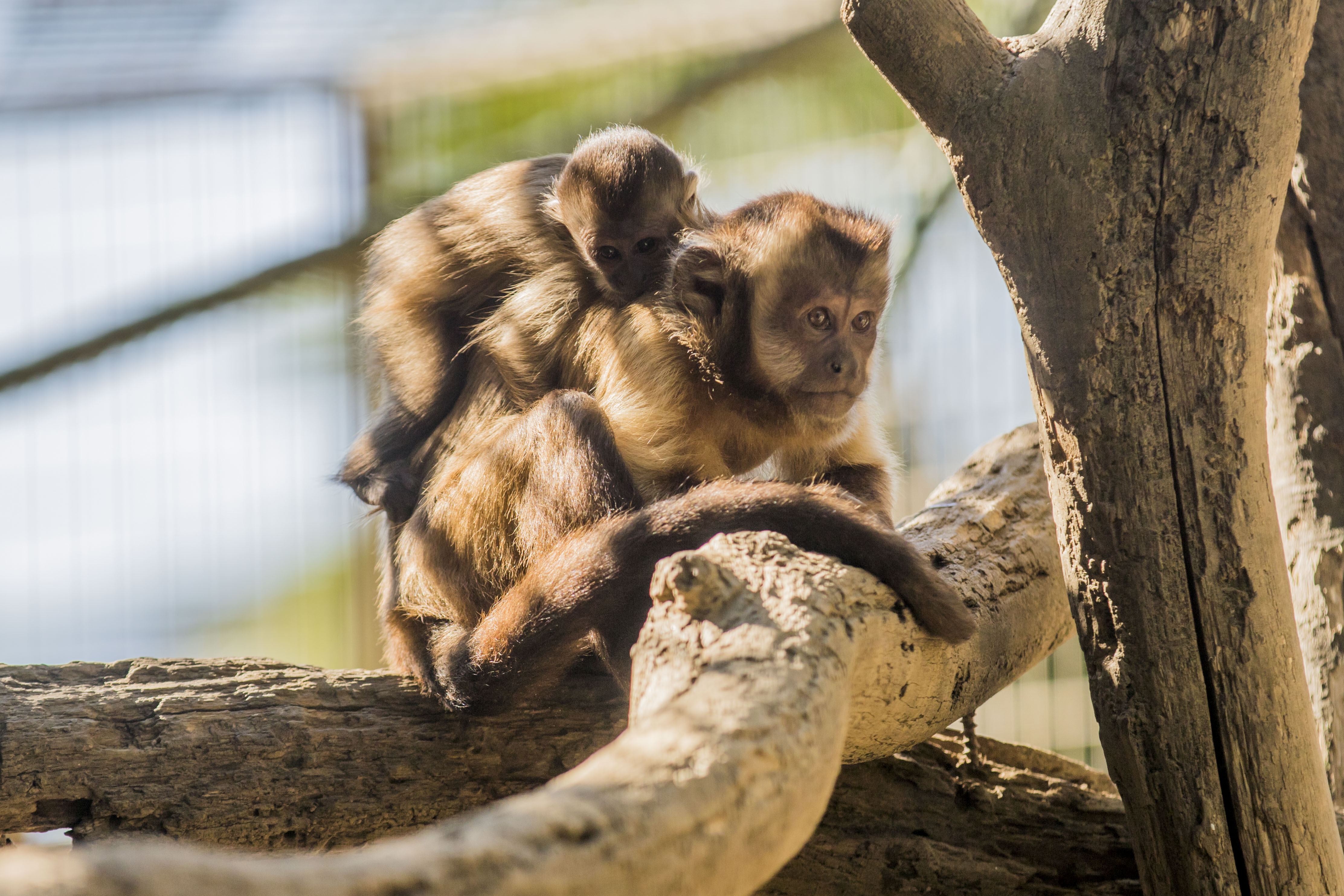Reis met kinderen - Ausflugsziel ist: ein Zoo - Zoo al Maglio