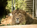 Ausflugsziel: Zoo al Maglio