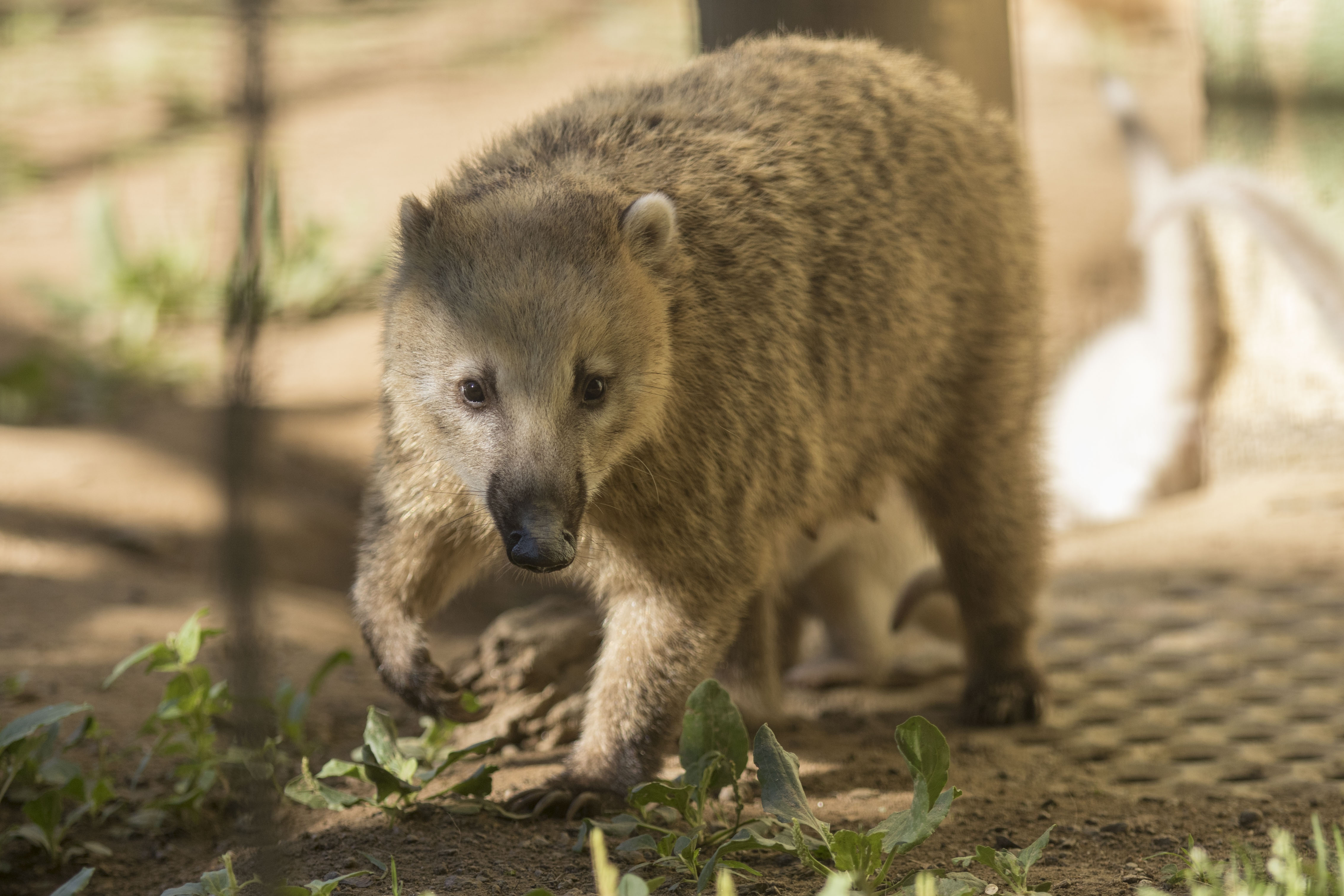 Ausflugsziel: Zoo al Maglio