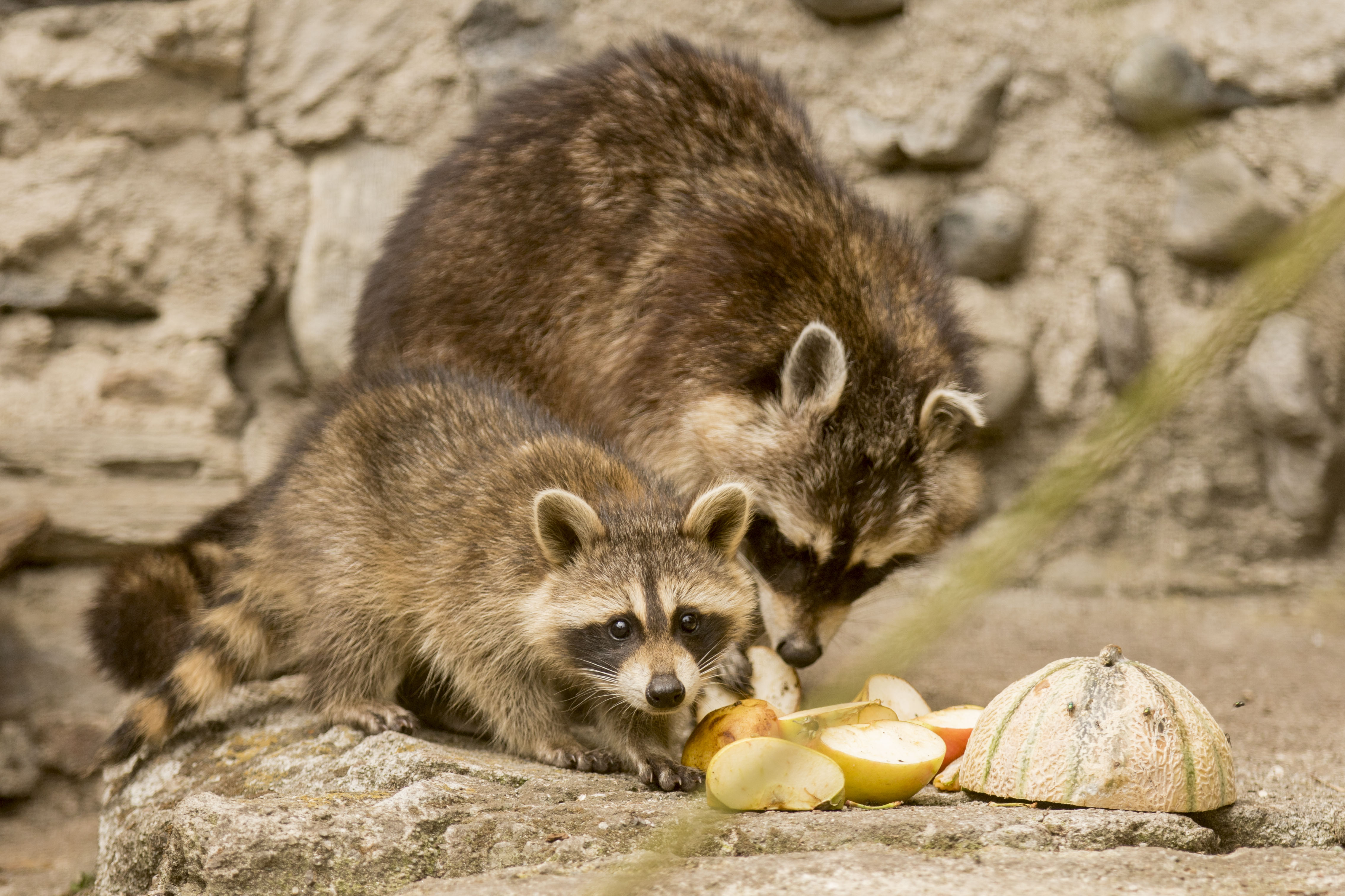 Ausflugsziel: Zoo al Maglio
