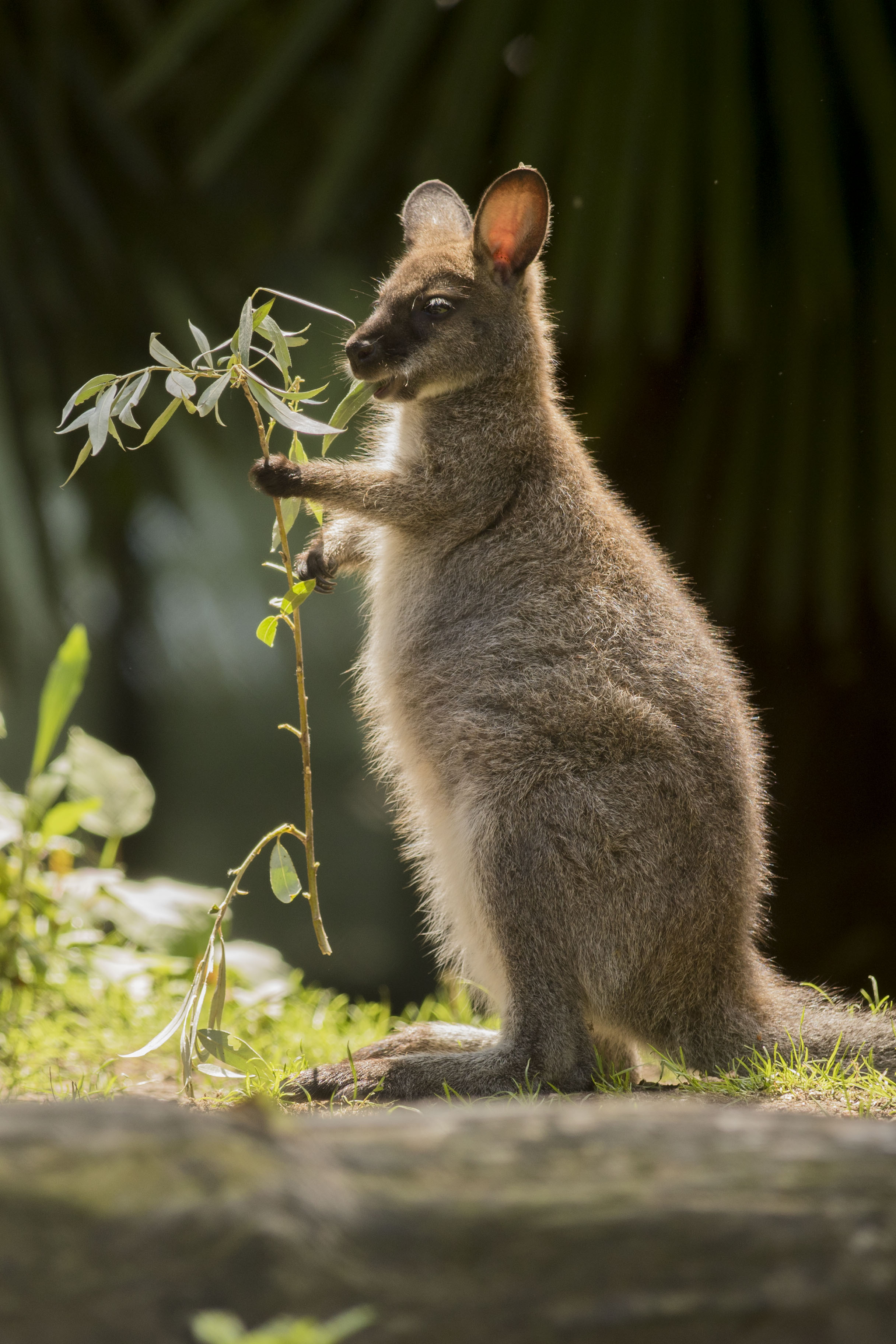 Ausflugsziel: Zoo al Maglio