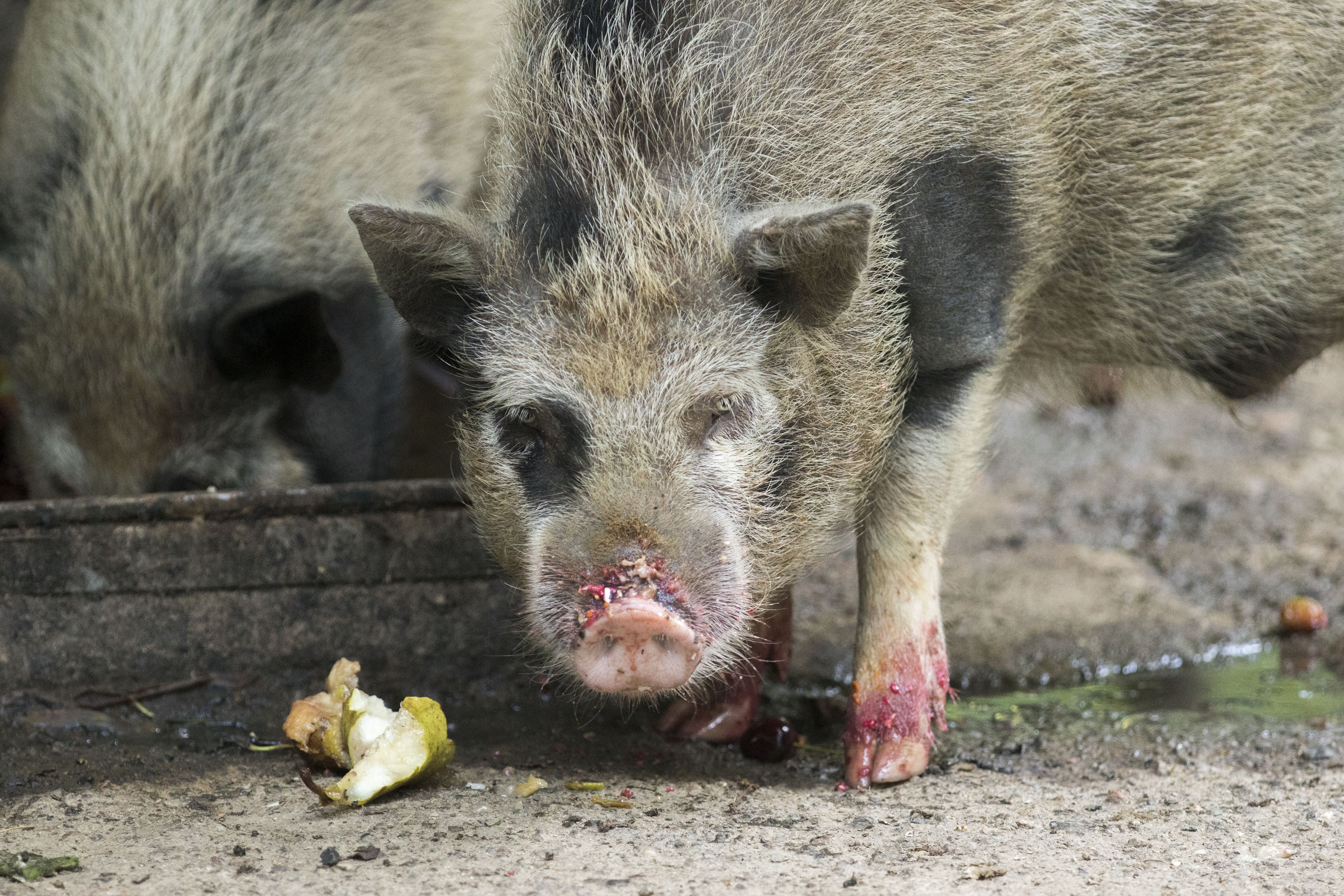 Ausflugsziel: Zoo al Maglio