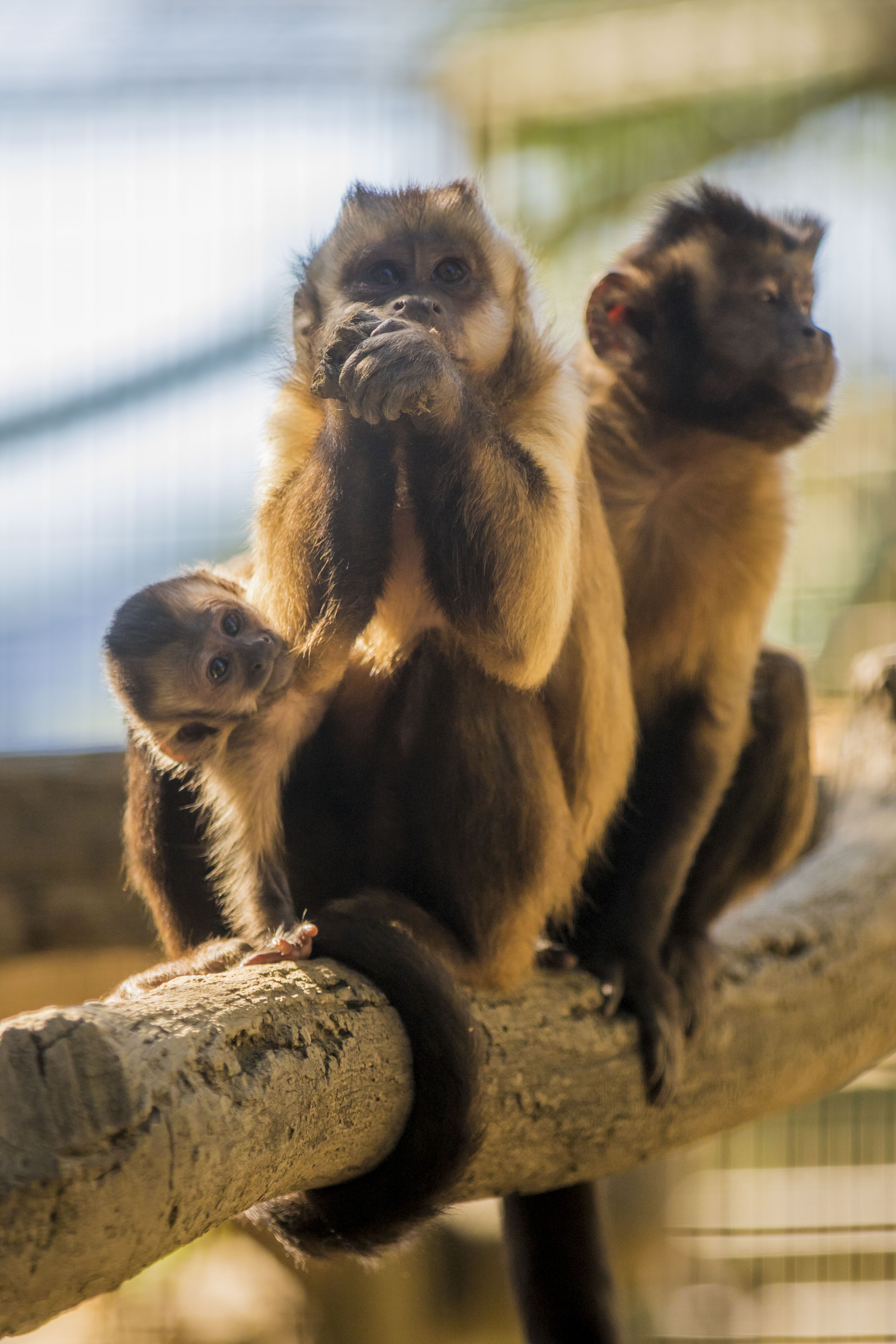 Ausflugsziel: Zoo al Maglio