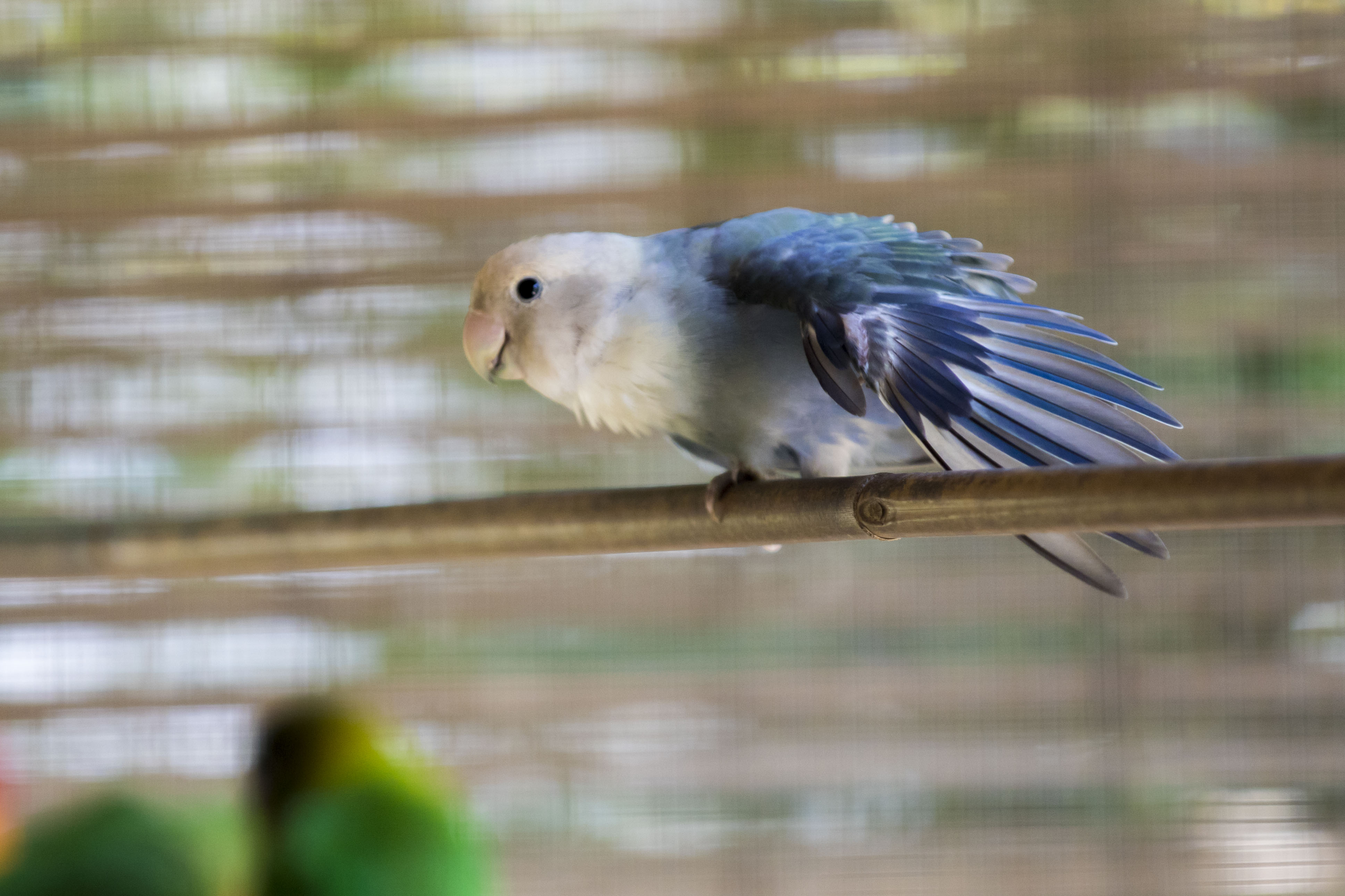 Ausflugsziel: Zoo al Maglio