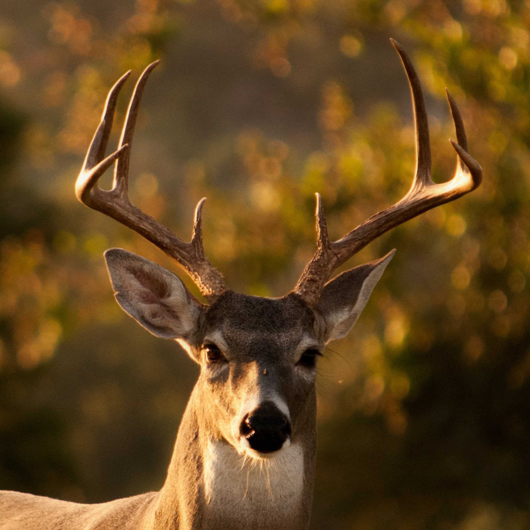Voyage avec des enfants - Haut-Savoie - Symbolbild für Ausflugsziel Alpiner Zoologischer Garten. Keine korrekte oder ähnlich Darstellung! - Alpiner Zoologischer Garten