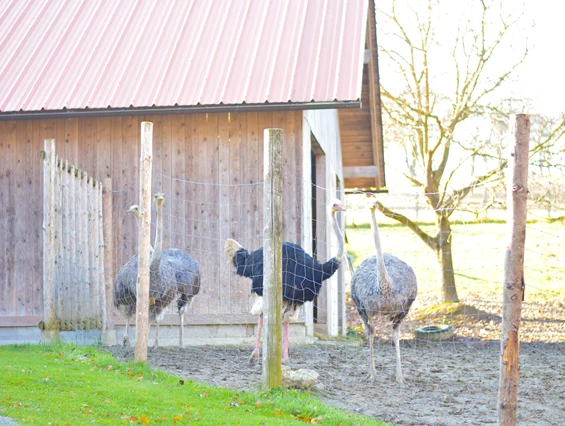 Ausflugsziel: Straußen - Straußenhof Halmer