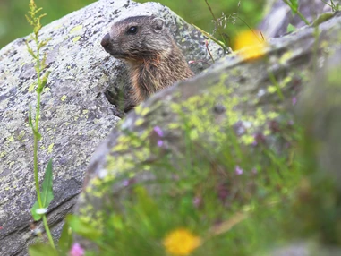 Ausflugsziel: Familienwanderungen (teils Kinderwagentauglich) am Kristberg und im Silbertal - Kinderwagentaugliche Wanderwege im Silbertal im Montafon