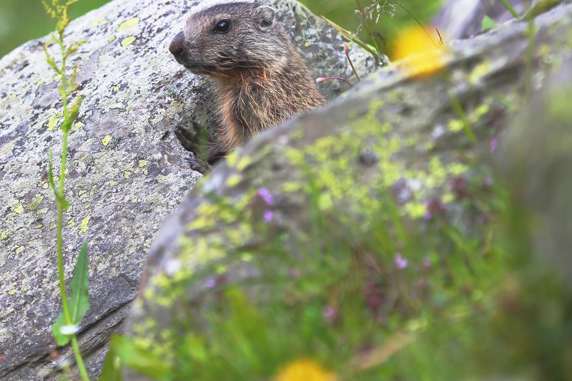 Ausflugsziel: Familienwanderungen (teils Kinderwagentauglich) am Kristberg und im Silbertal - Kinderwagentaugliche Wanderwege im Silbertal im Montafon