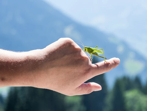 Ausflugsziel: "Muntafuner Gagla Weg" ist Montafonerisch und heißt übersetzt "Montafoner Kinderwege" - Gaglaweg (Kinderwanderweg) Silbertal im Montafon