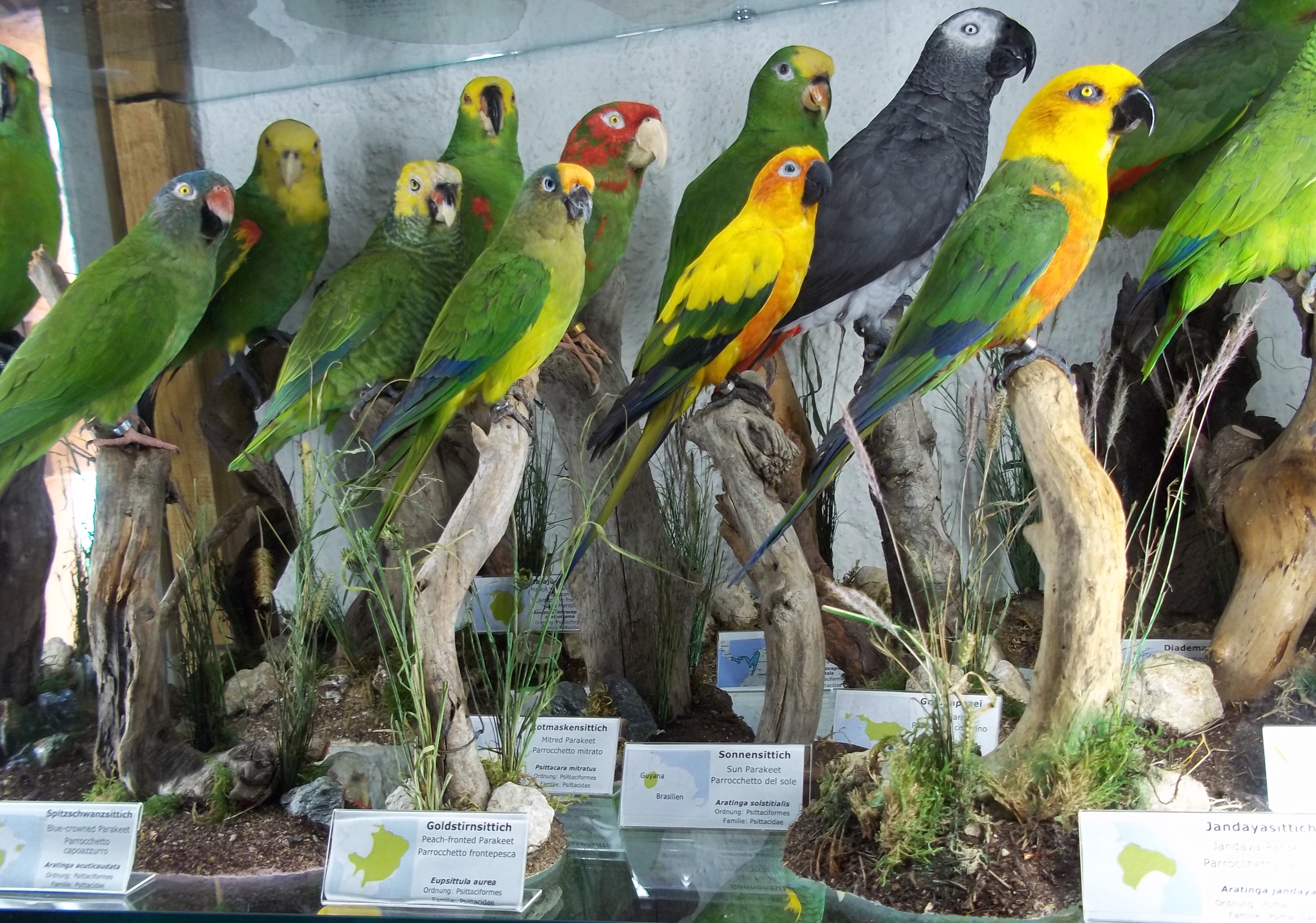 Trip with children - Schatten: vollständig schattig - Austria - Vanni’s Vogelwelt