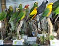 Ausflugsziel: Vanni’s Vogelwelt