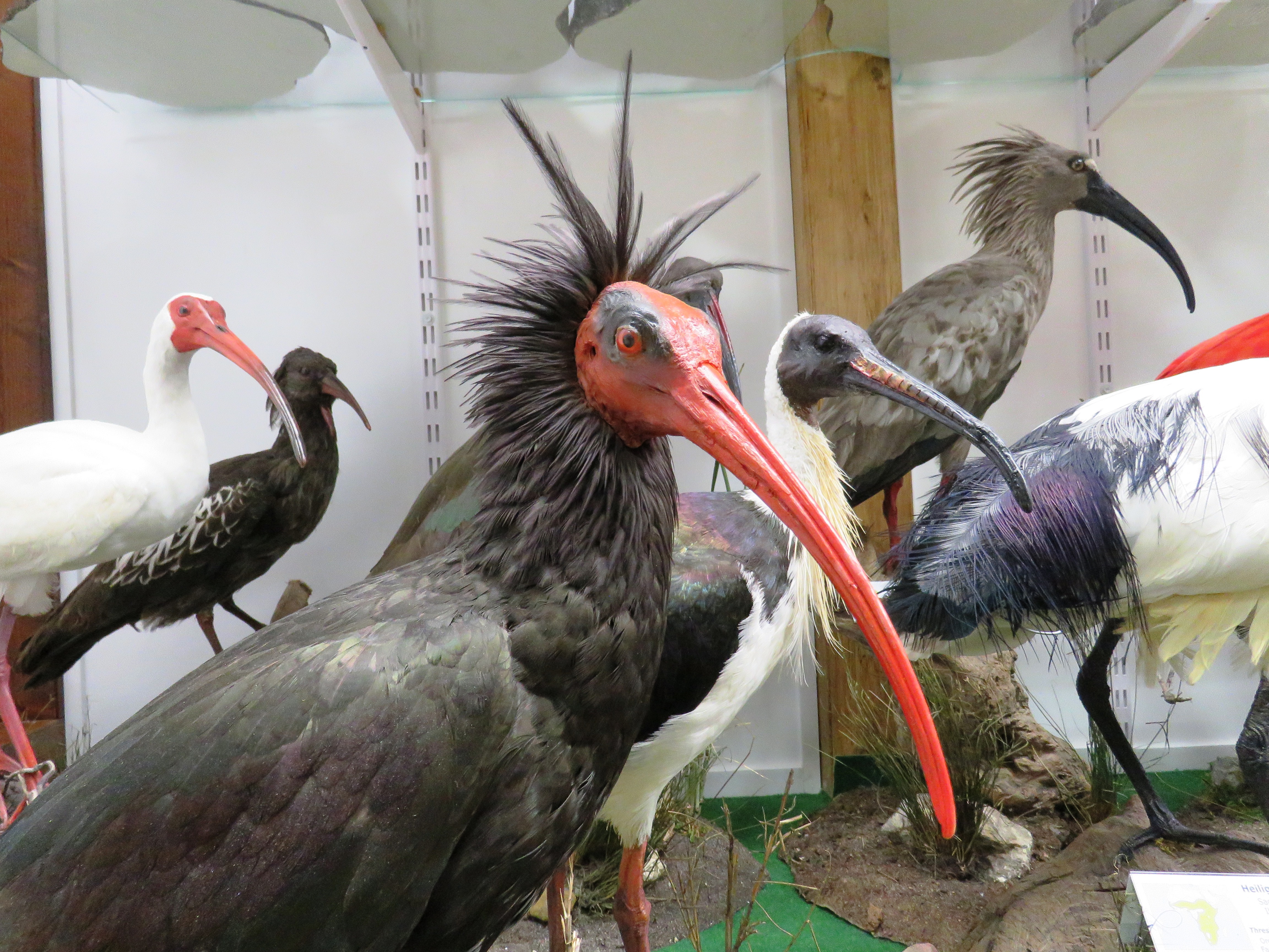 Trip with children - Schatten: vollständig schattig - Austria - Vanni’s Vogelwelt