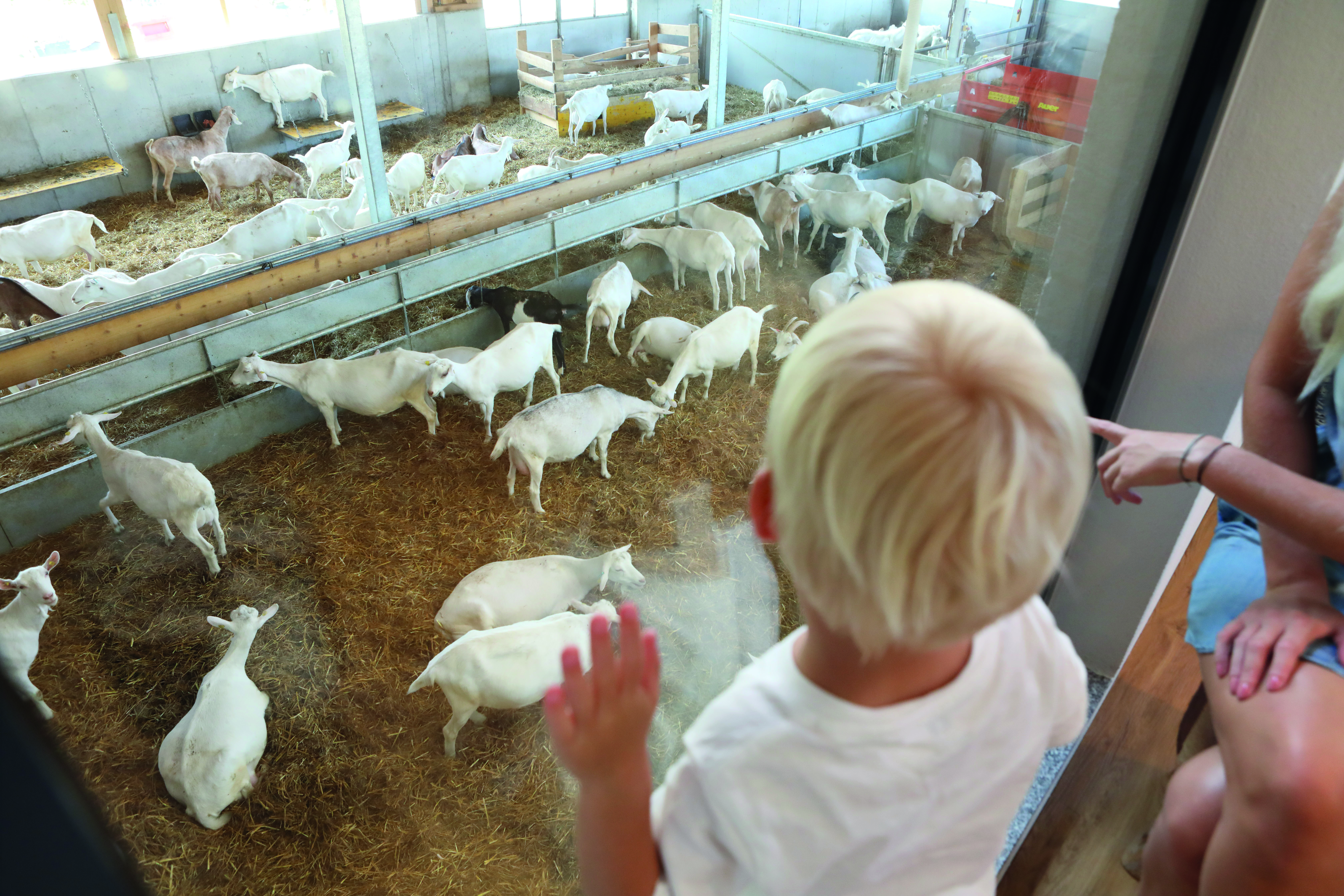 Ausflug mit Kindern - Alter der Kinder: 4 bis 6 Jahre - Loretto - Mandl's Ziegenhof
