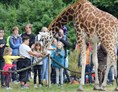 Ausflugsziel: Mit dem Tierpfleger zur Giraffenfütterung - Jaderpark