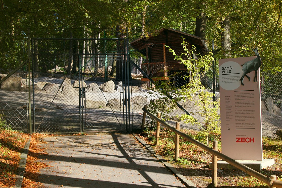 Ausflugsziel: Am Anfang des Wildparks trifft man auf Steinwild - Wildpark Feldkirch