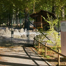 Ausflugsziel: Am Anfang des Wildparks trifft man auf Steinwild - Wildpark Feldkirch