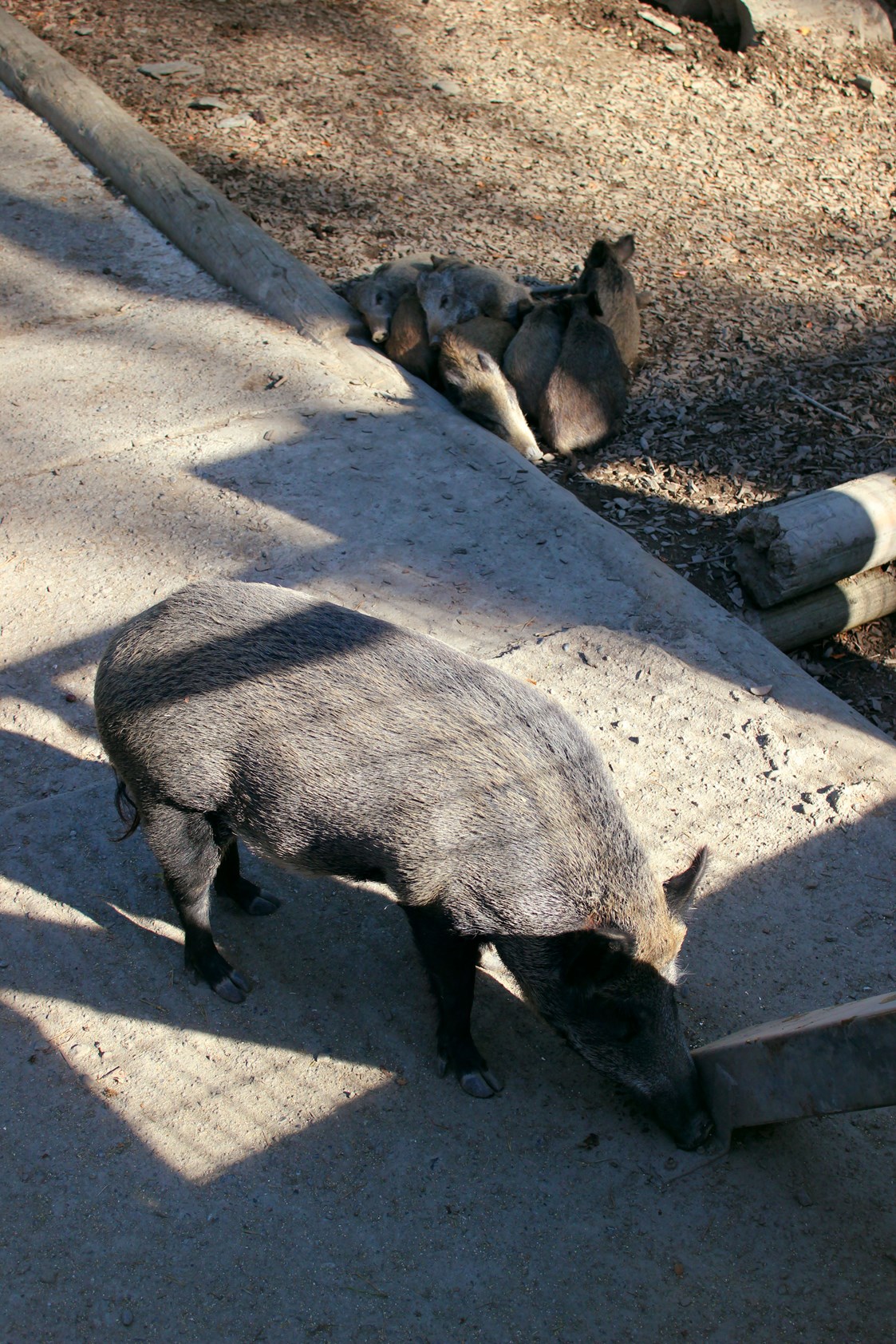 Ausflugsziel: Die Wildschweine können wie viele andere Tiere auch gefüttert werden - Wildpark Feldkirch