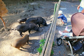Ausflugsziel: Auch die Minischweine freuen sich über Futter - Wildpark Feldkirch