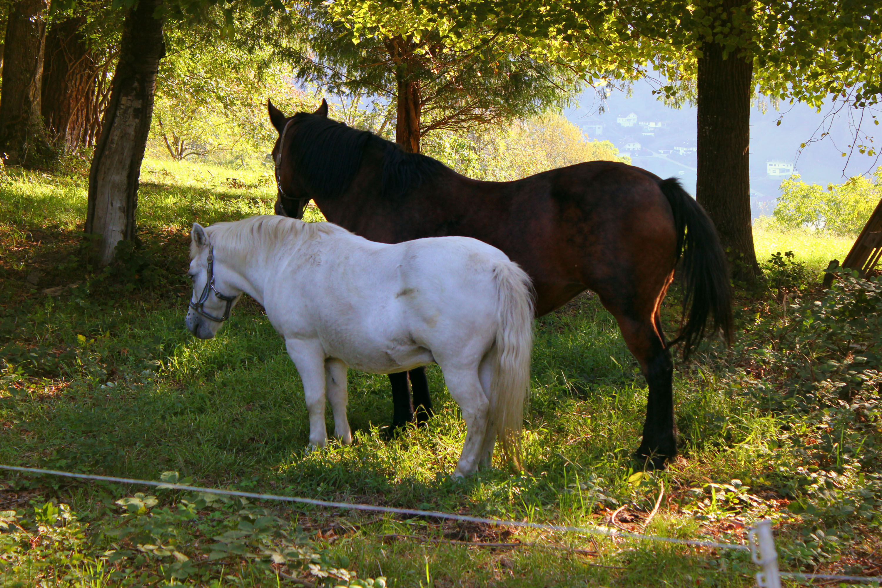 Ausflugsziel: Wildpark Feldkirch