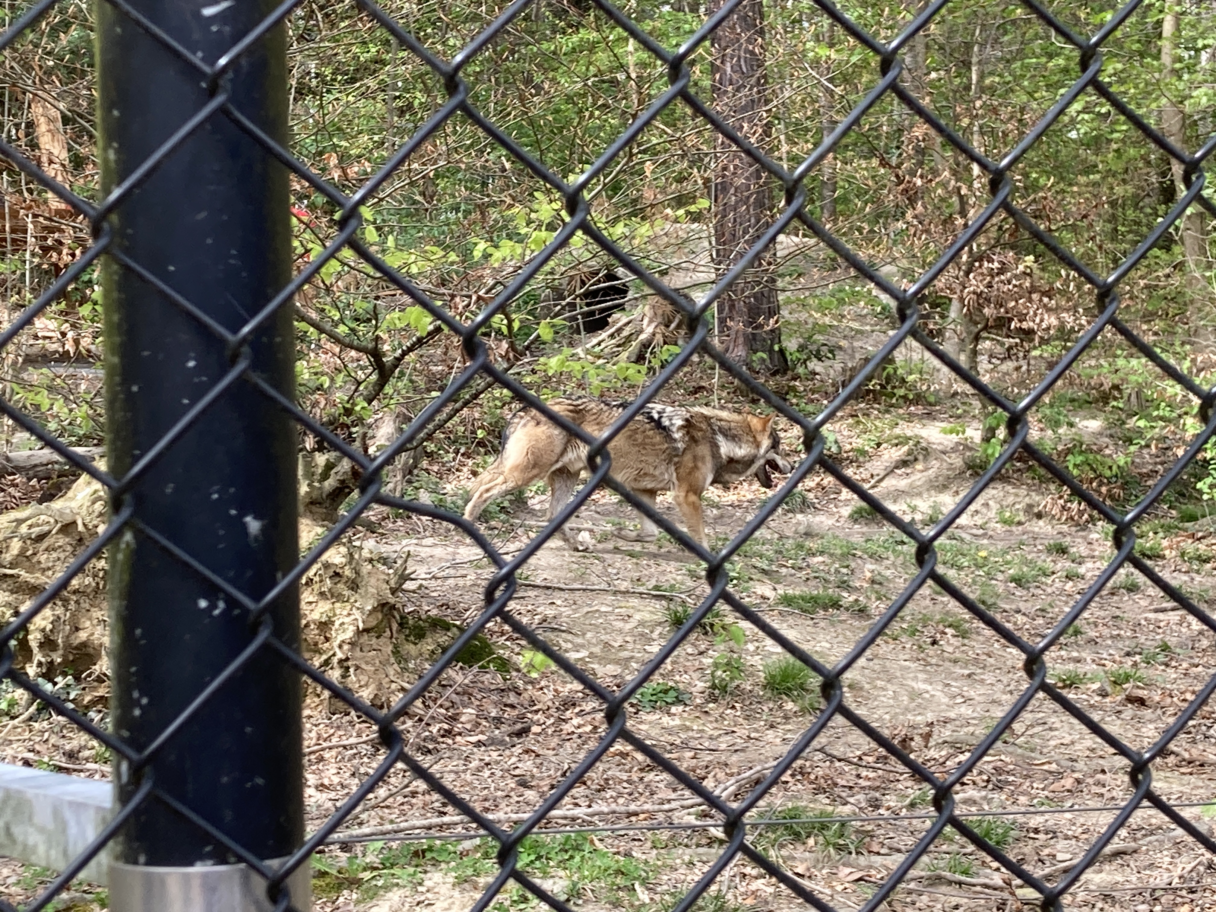 Ausflugsziel: Wildpark Feldkirch