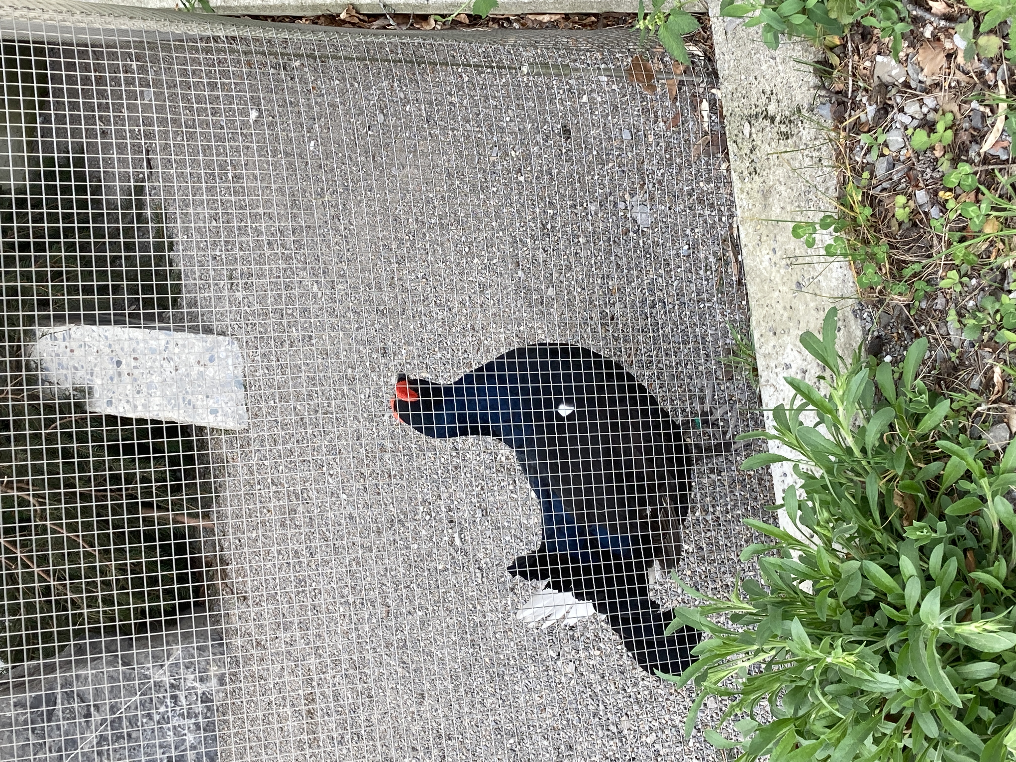 Ausflugsziel: Wildpark Feldkirch