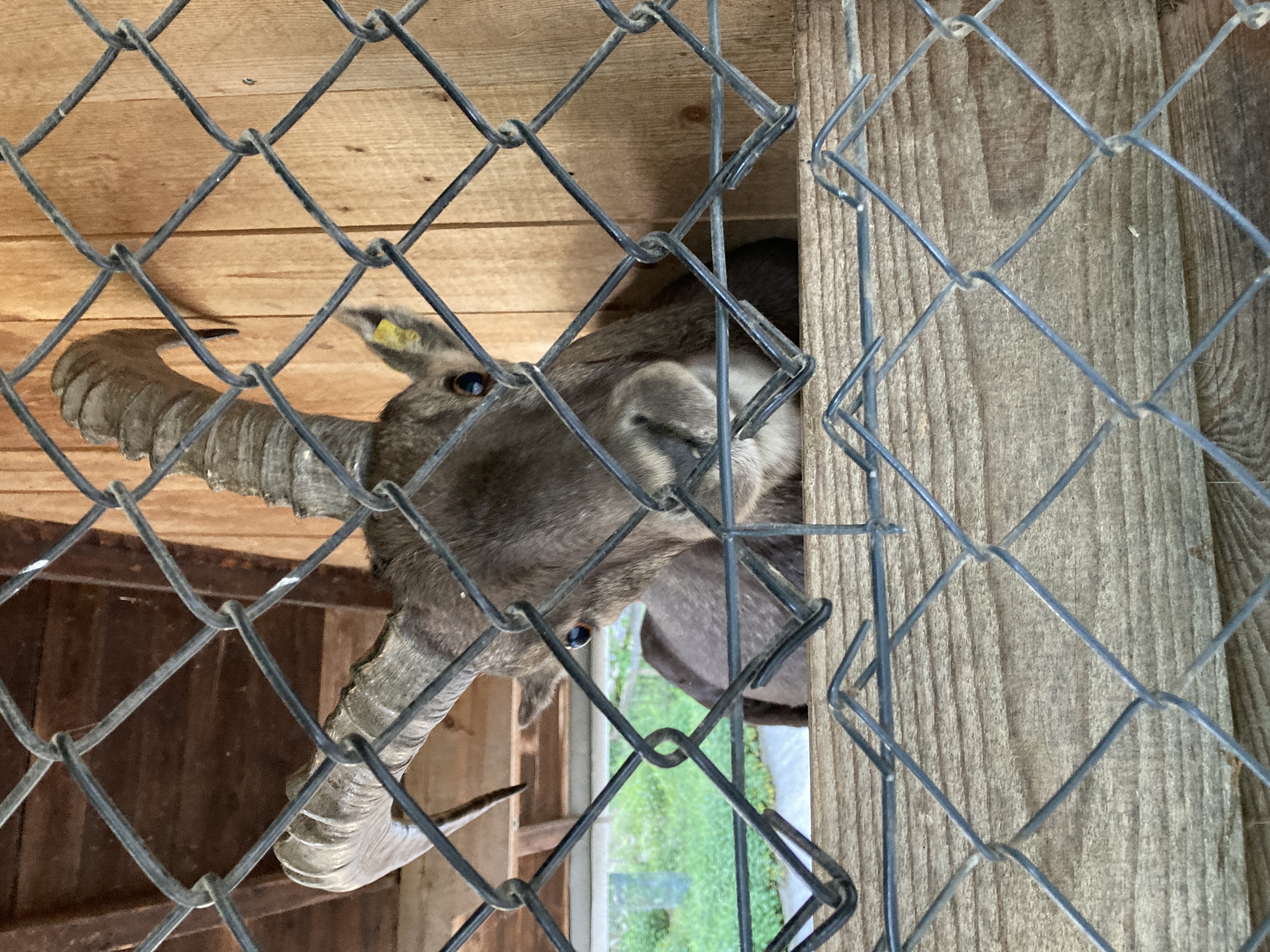 Ausflugsziel: Wildpark Feldkirch