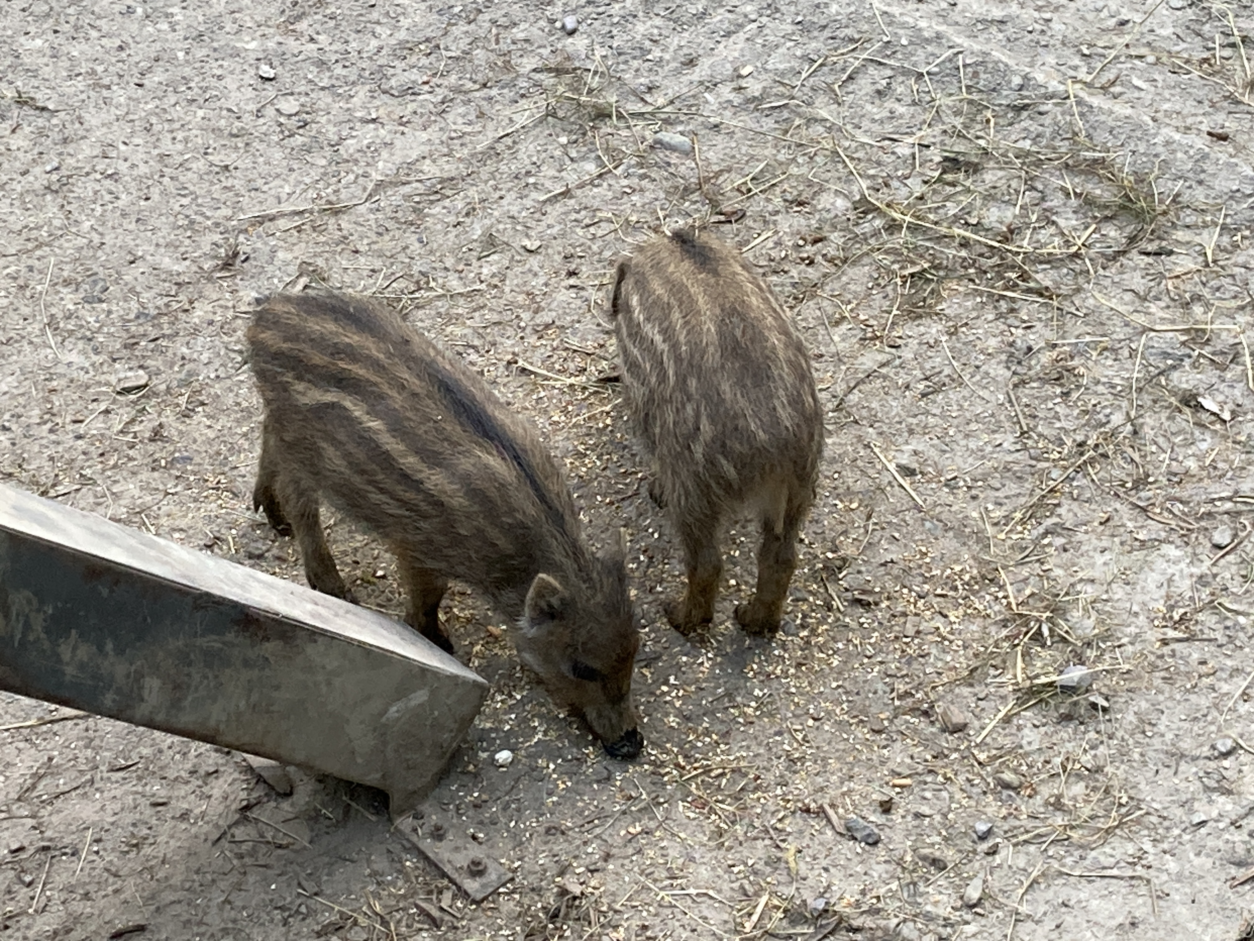 Ausflugsziel: Wildpark Feldkirch