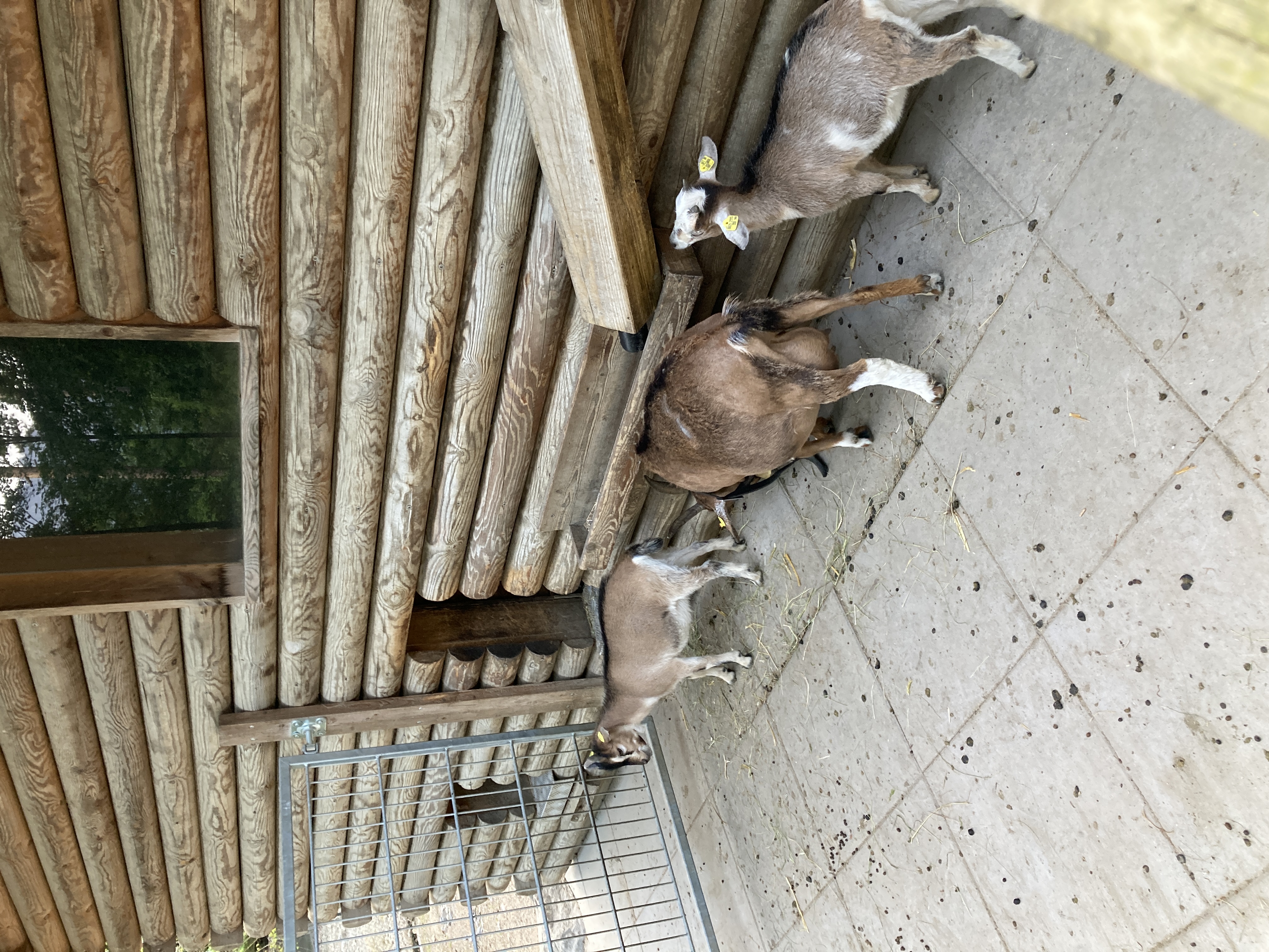 Ausflugsziel: Wildpark Feldkirch