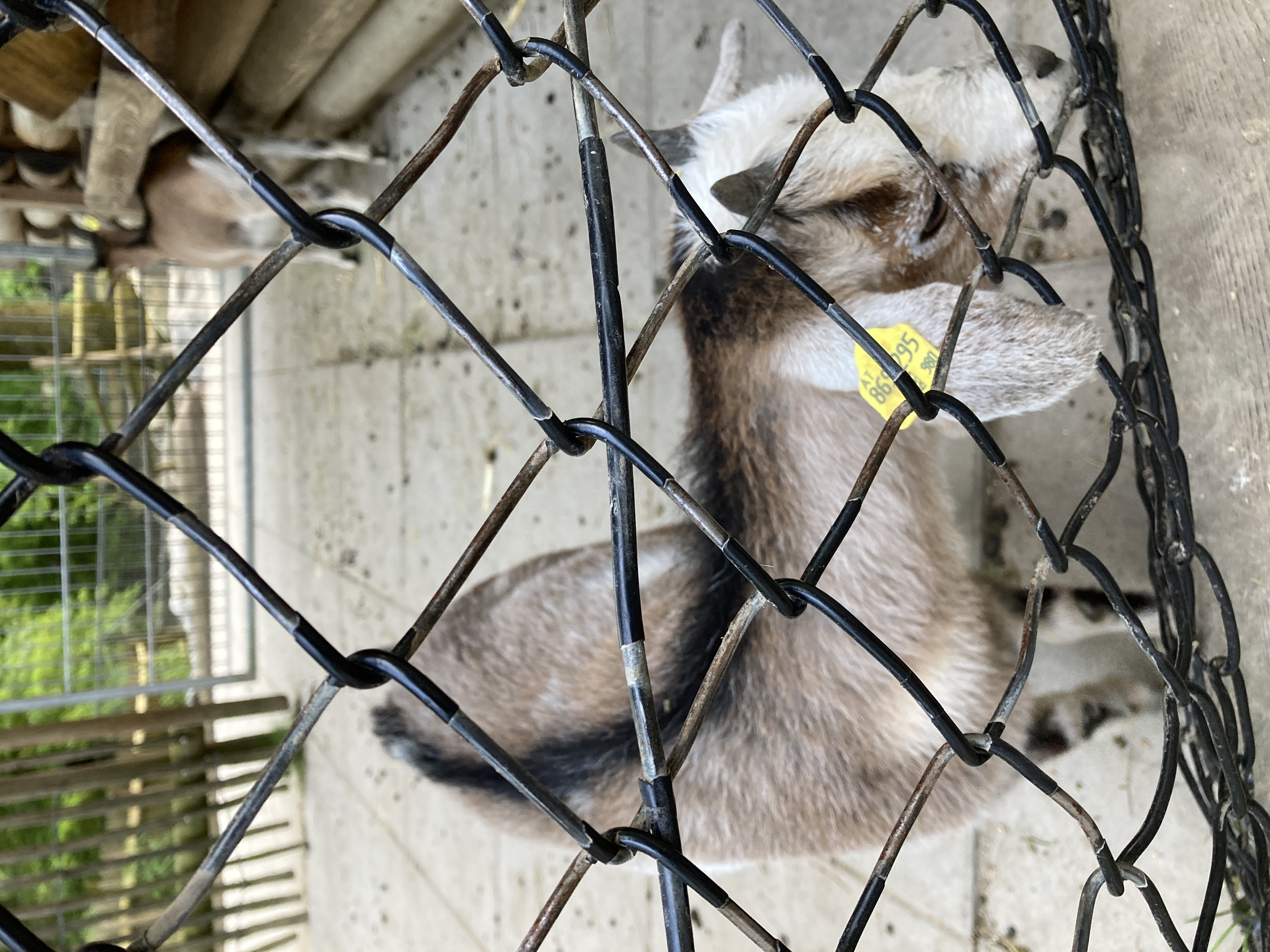 Ausflugsziel: Wildpark Feldkirch