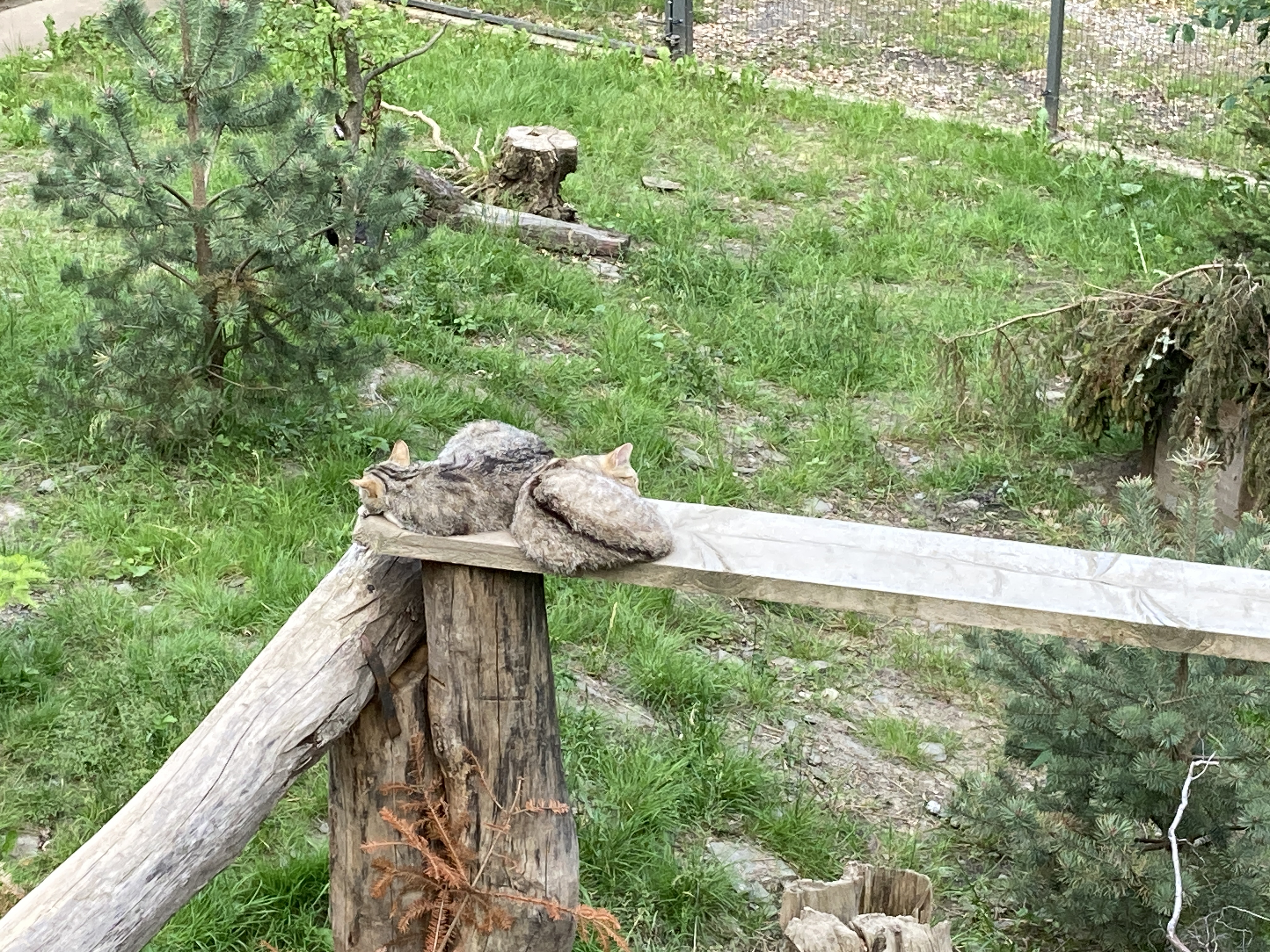 Ausflugsziel: Wildpark Feldkirch