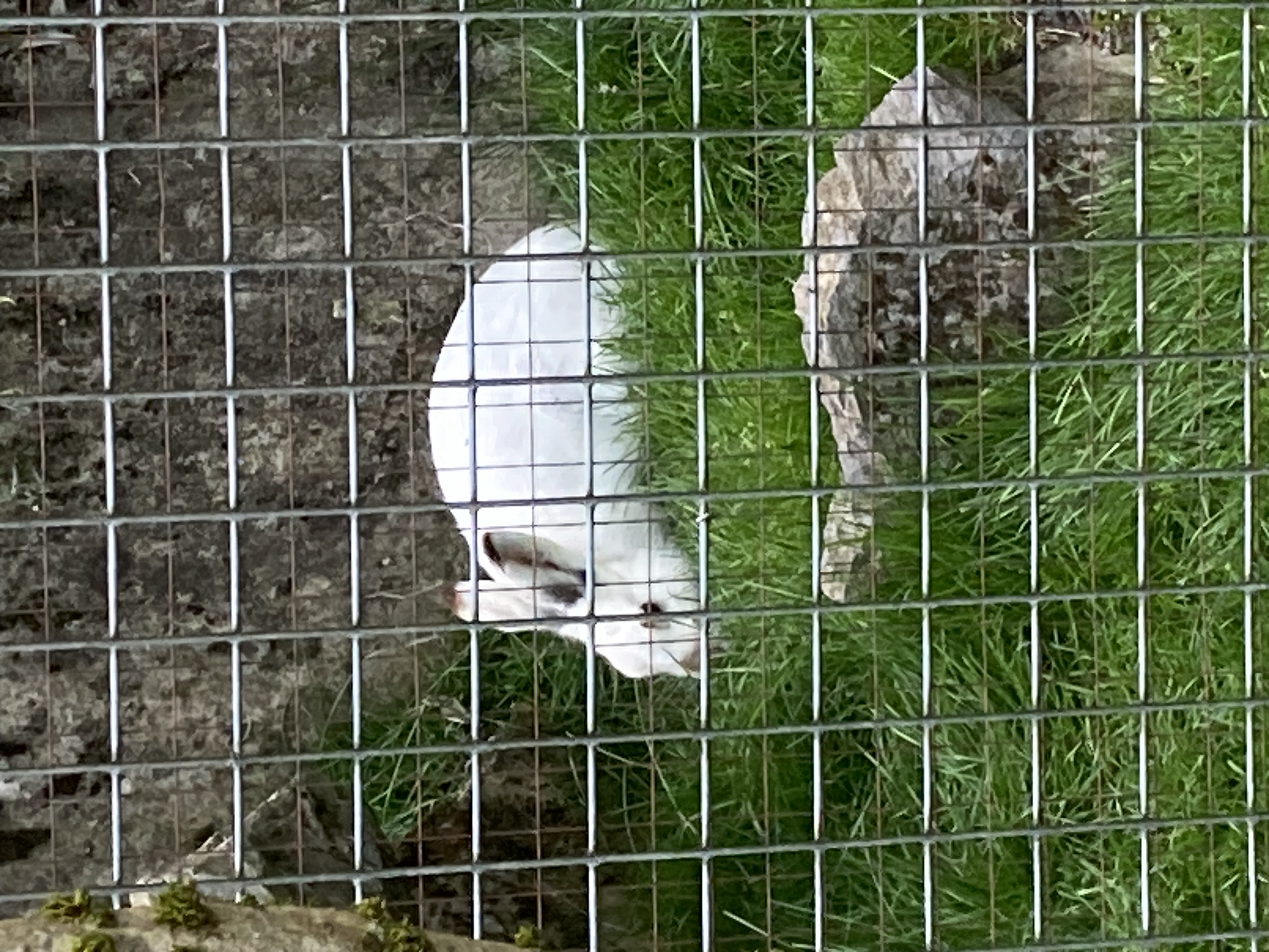 Ausflugsziel: Wildpark Feldkirch