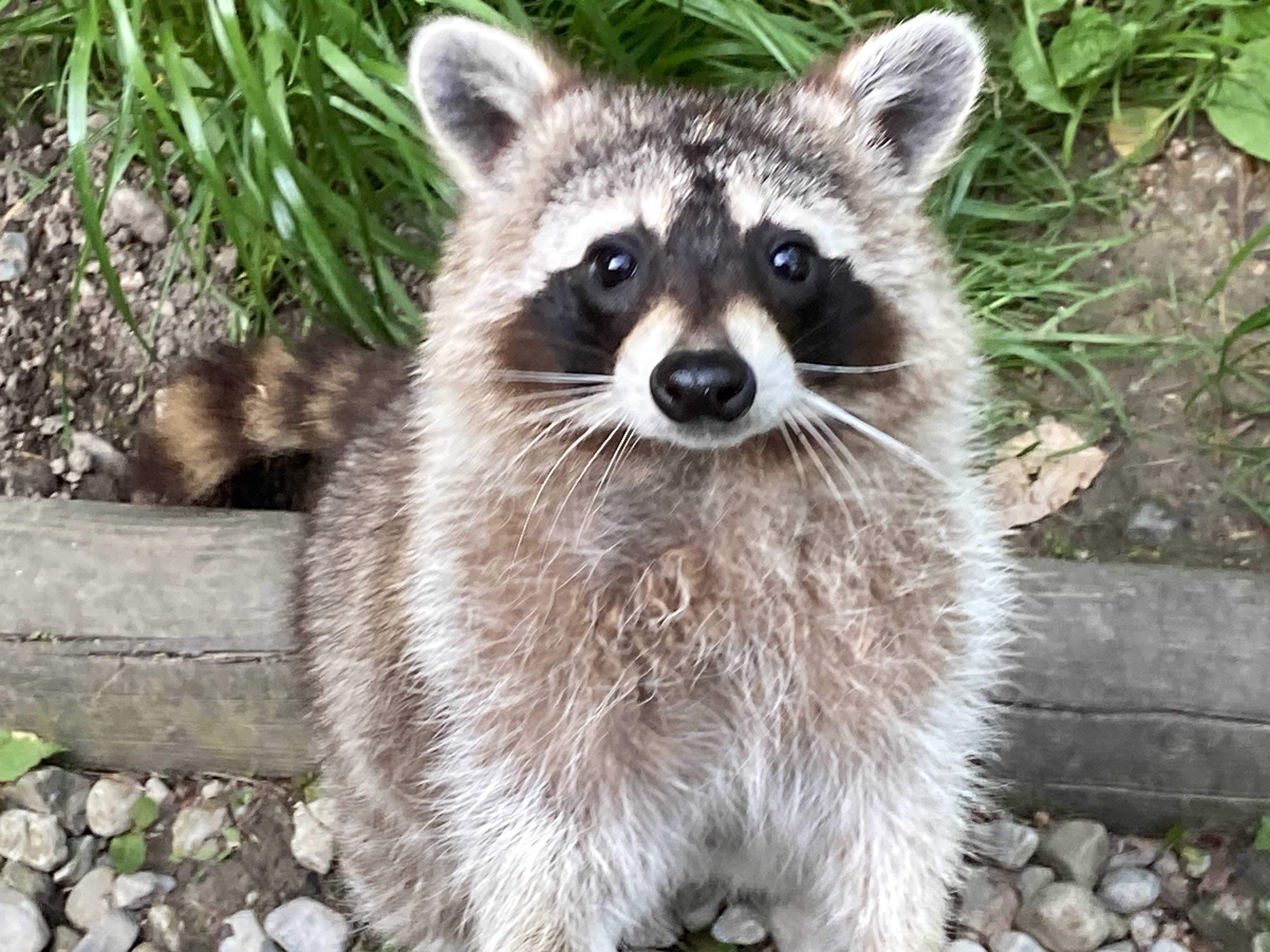 Ausflugsziel: Wildpark Feldkirch