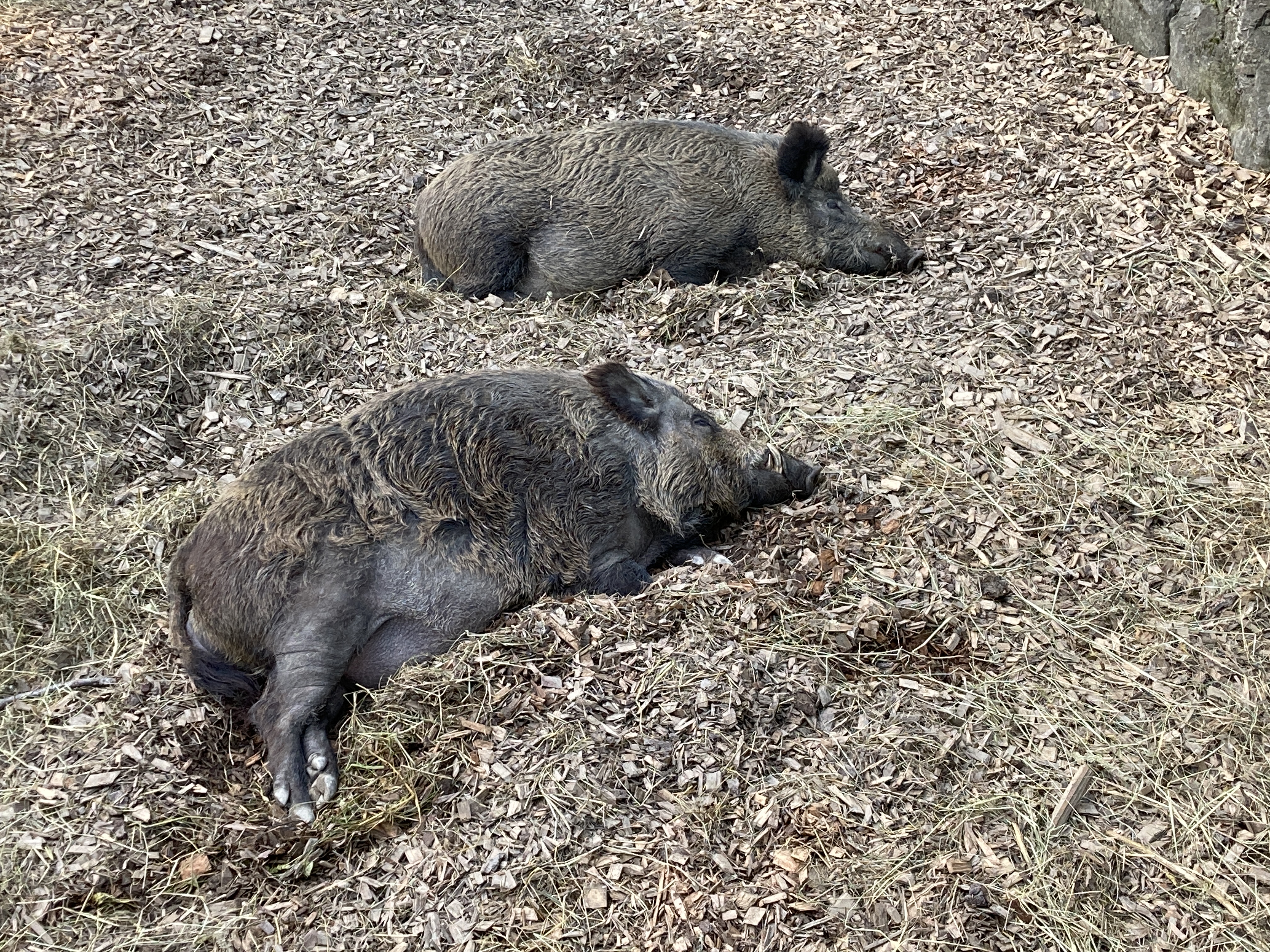 Ausflugsziel: Wildpark Feldkirch