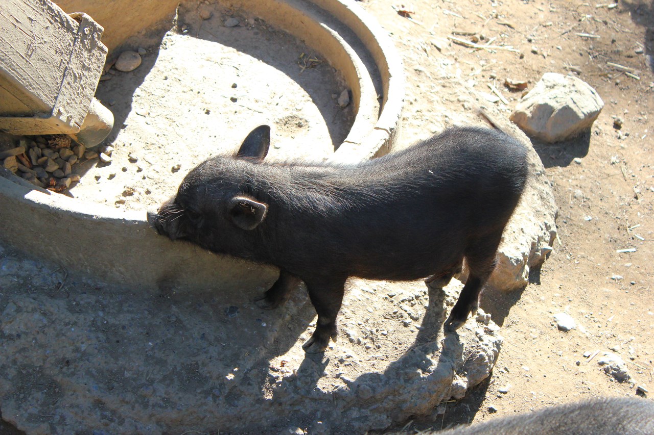 Wildpark Feldkirch Highlights beim Ausflugsziel Minischweine