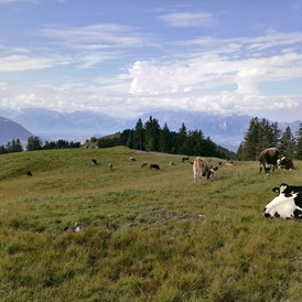 Ausflugsziel: Alm am Alpwegkopf - Wanderung zum Alpwegkopf