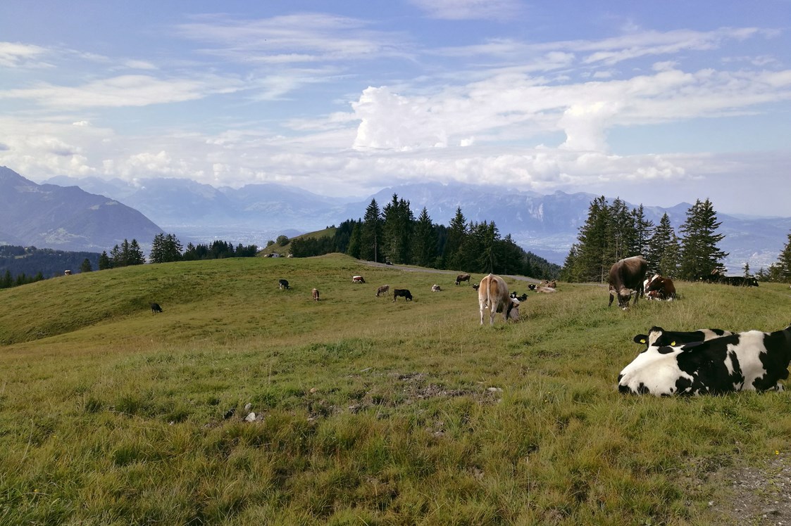 Ausflugsziel: Alm am Alpwegkopf - Wanderung zum Alpwegkopf