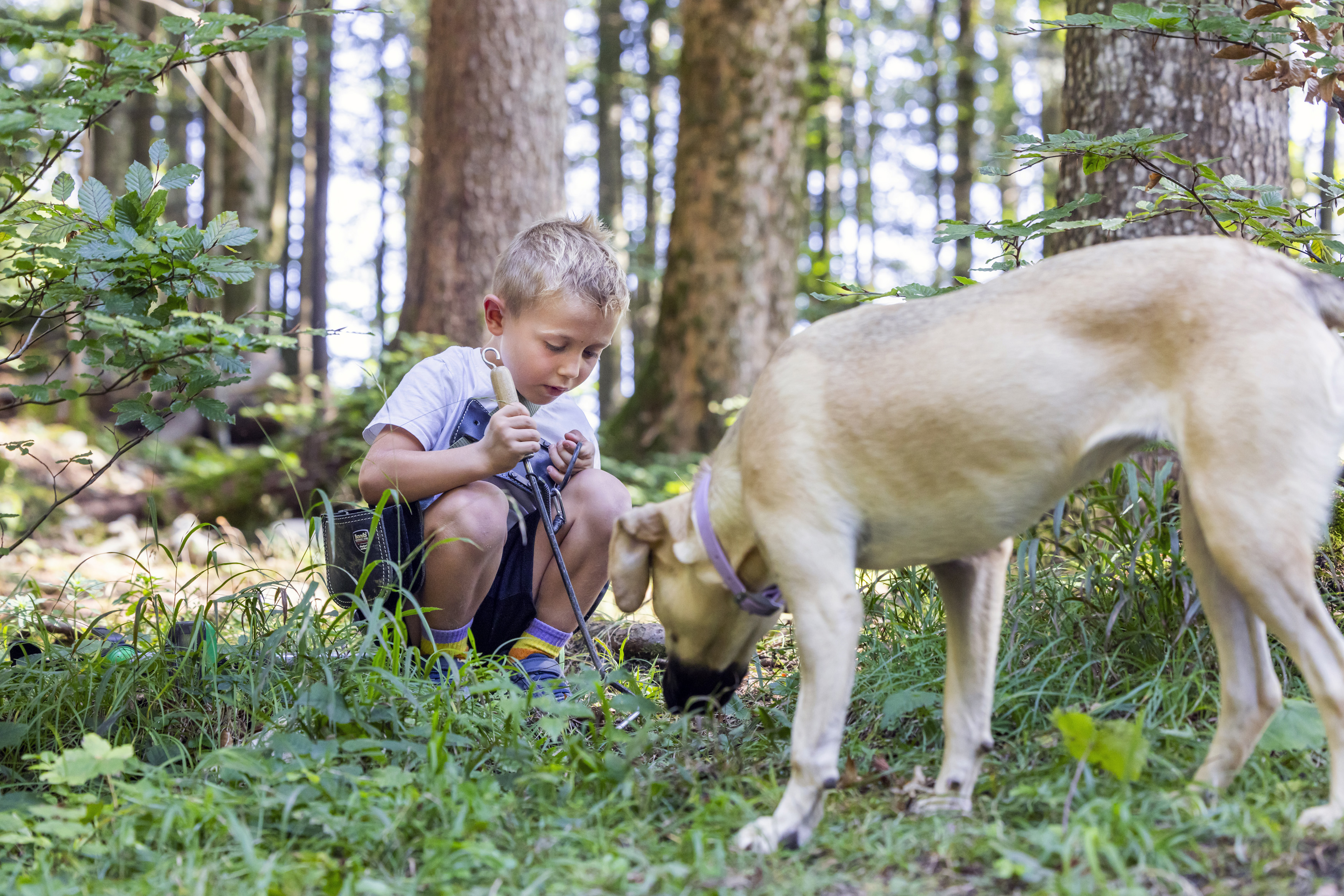 Ausflugsziel: Narzissendorf Zloam - Grundlsee