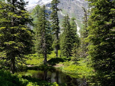 Ausflugsziel: Rangerwanderung