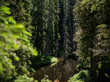 Ausflugsziel: Rangerwanderung