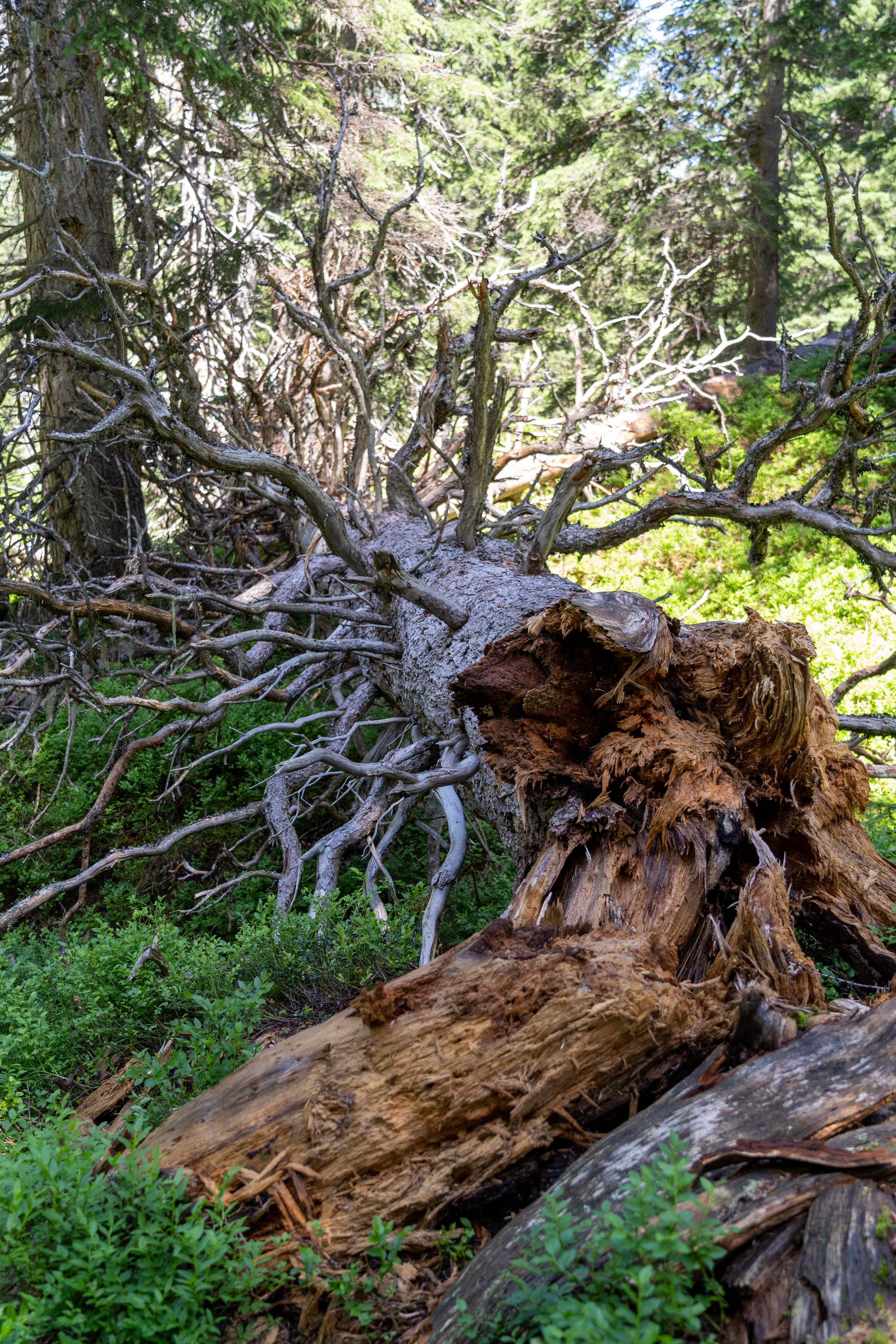 Ausflugsziel: Rangerwanderung