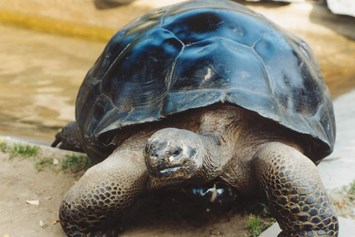 Ausflugsziel: Galapagos Riesenschildkröten im Freiland - Reptilienzoo Happ