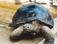 Ausflugsziel: Galapagos Riesenschildkröten im Freiland - Reptilienzoo Happ