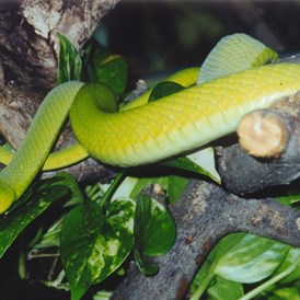Ausflugsziel: Tödliche Giftschlangen und 7 m lange Riesenschlange im Tropenhaus  - Reptilienzoo Happ