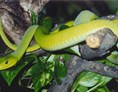 Ausflugsziel: Tödliche Giftschlangen und 7 m lange Riesenschlange im Tropenhaus  - Reptilienzoo Happ