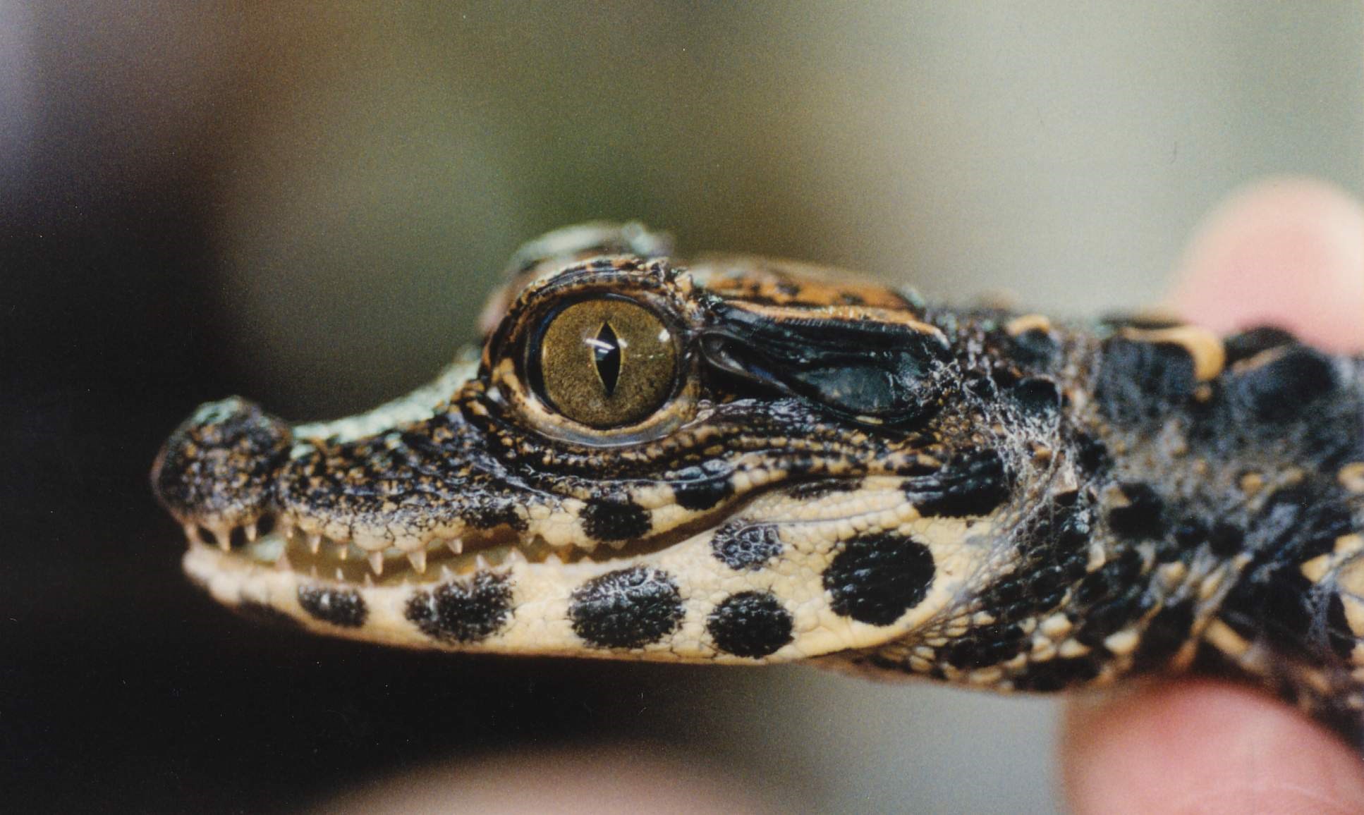 Ausflugsziel: Krokodil- & Piranhsfütterung samatags um 15 Uhr!  - Reptilienzoo Happ