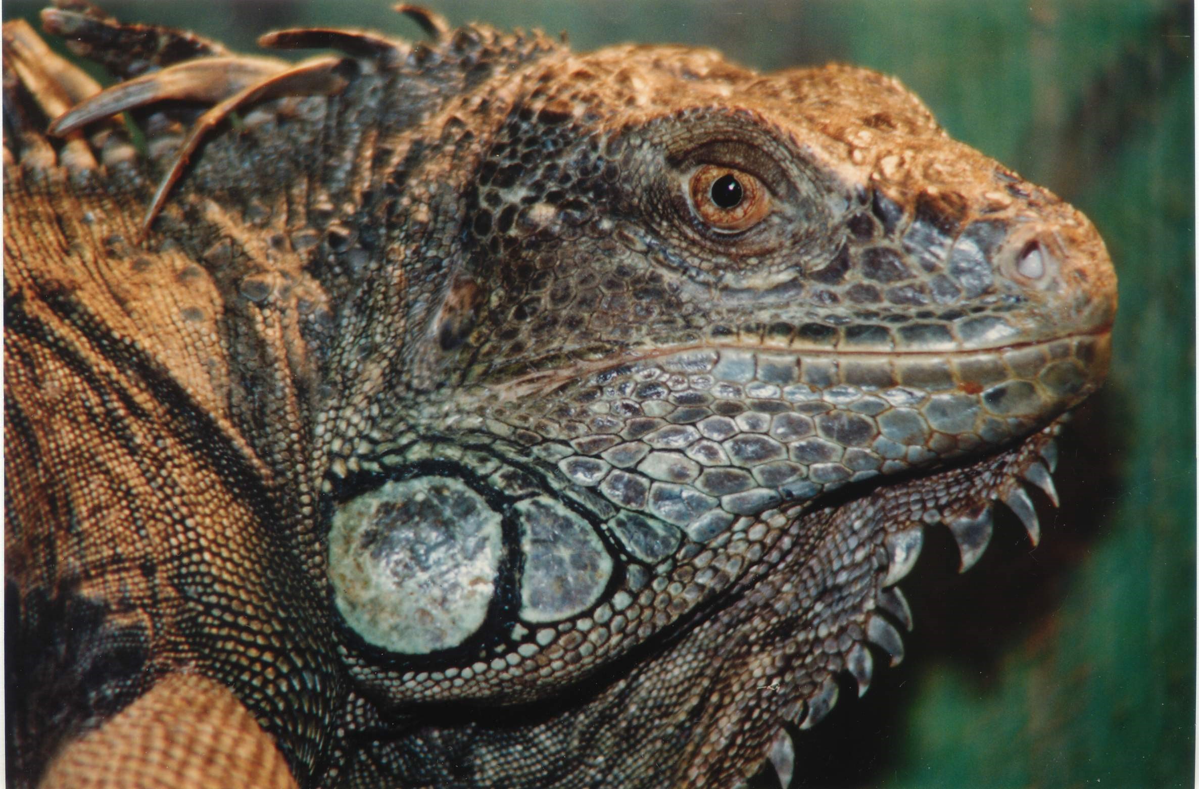 Ausflugsziel: ...auch urtümliche Echsen und ein Sauriergarten erwarten dich.  - Reptilienzoo Happ