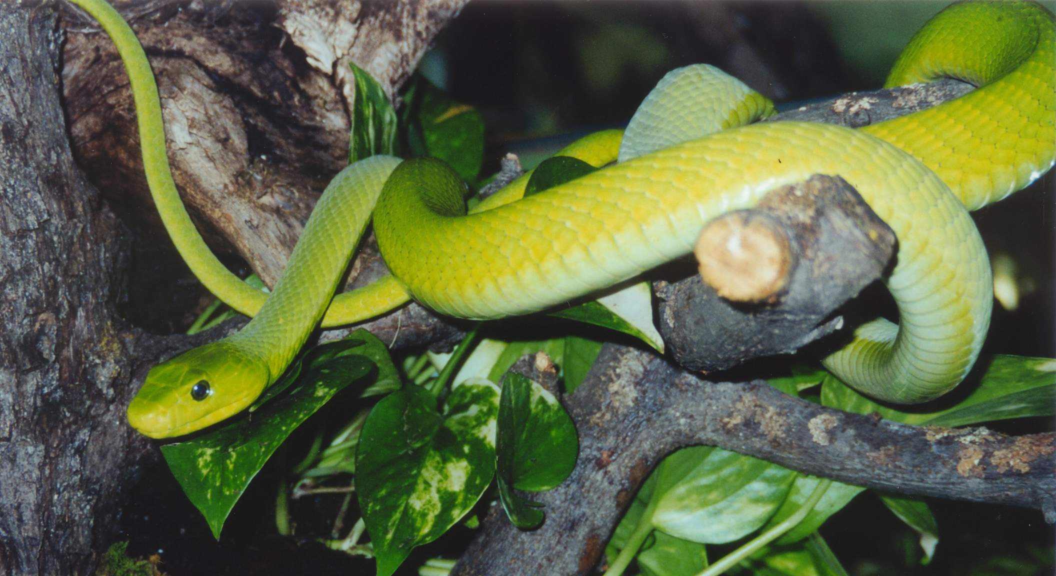 Ausflugsziel: Reptilienzoo Happ