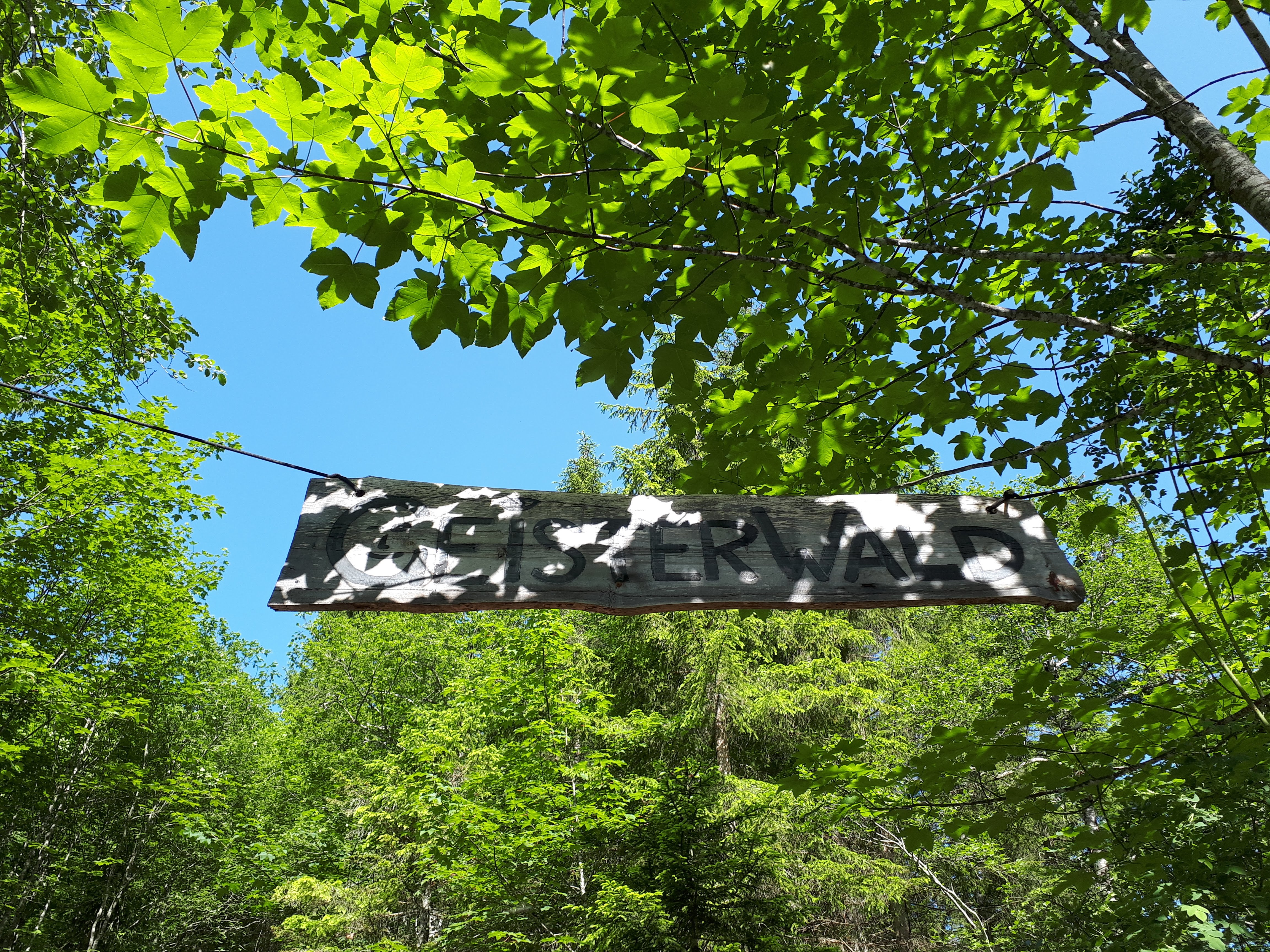 Ausflugsziel: Geisterwald Russbach | Dachstein West
