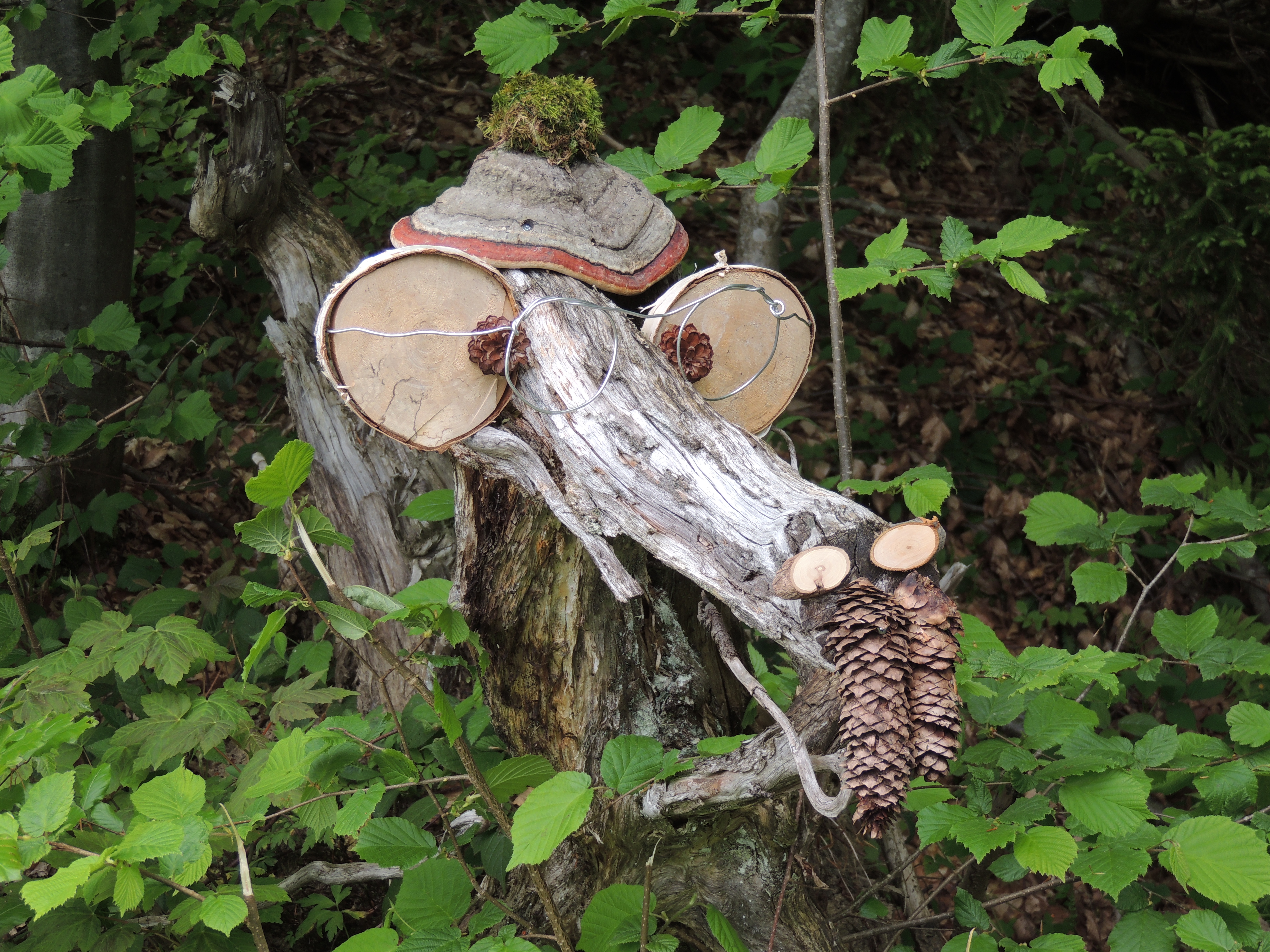 Ausflugsziel: Geisterwald Russbach | Dachstein West